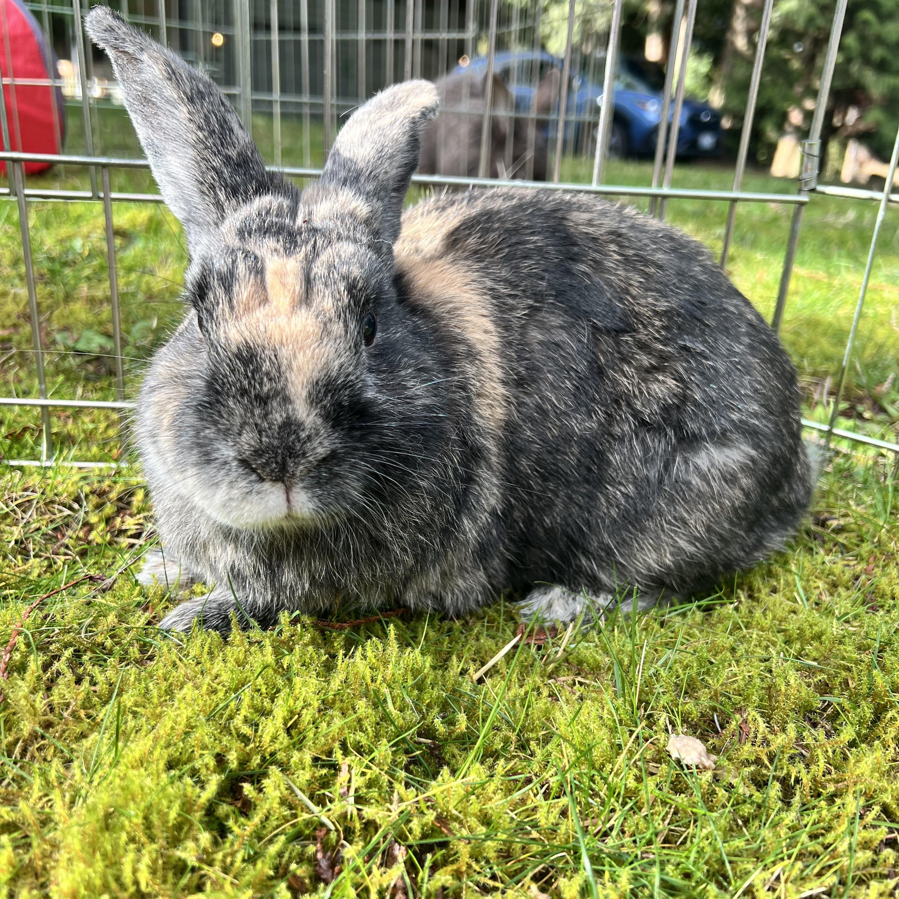 Enlarge Remy LeBun, a ADOPTABLE Bunny Rabbit in Ferndale, WA image 4/6