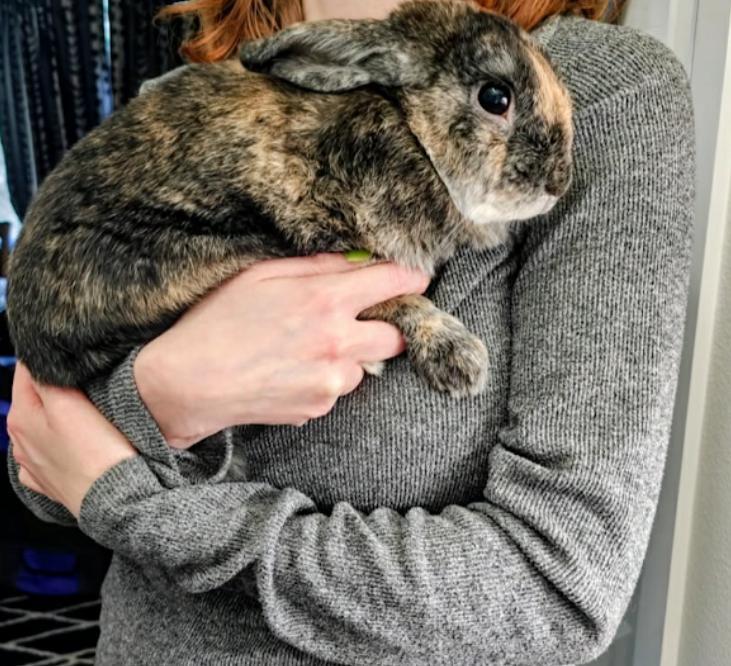 Enlarge Remy LeBun, a ADOPTABLE Bunny Rabbit in Ferndale, WA image 2/6
