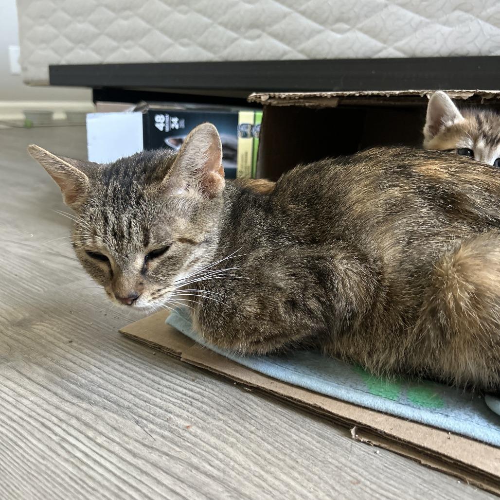 Phoenix, Adoptable, Adult Female Domestic Short Hair.