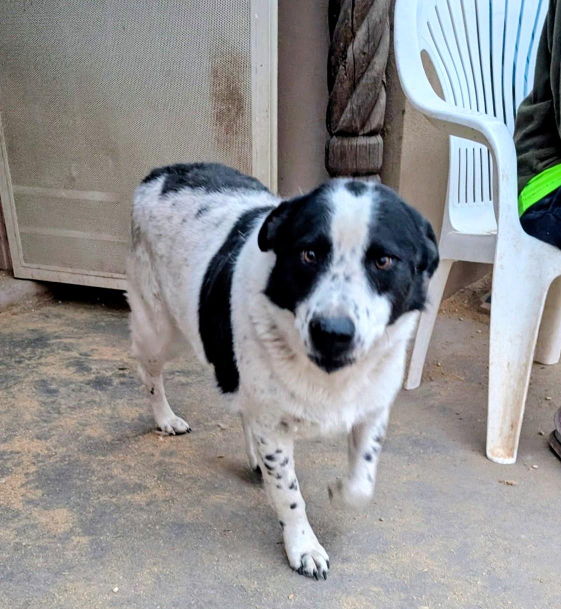 OREO, ADOPTABLE, Adult Male Australian Cattle Dog / Blue Heeler.