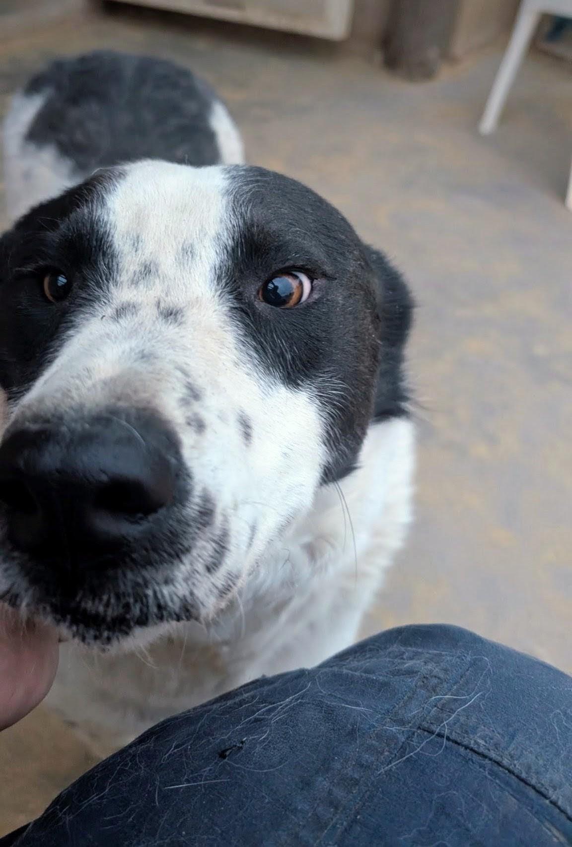Enlarge OREO, a ADOPTABLE mixed breed in Pena Blanca, NM image 2/3