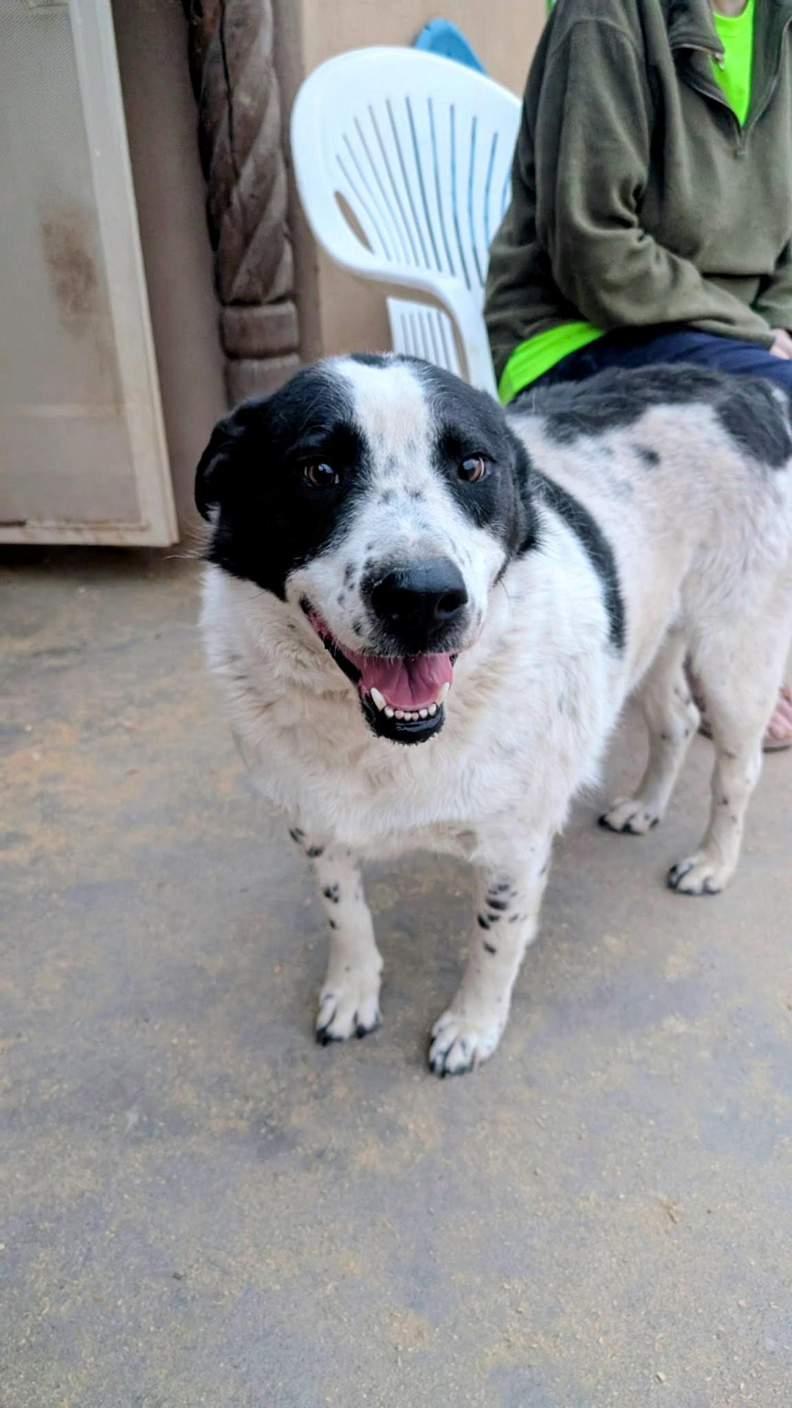 Enlarge OREO, a ADOPTABLE mixed breed in Pena Blanca, NM image 3/3