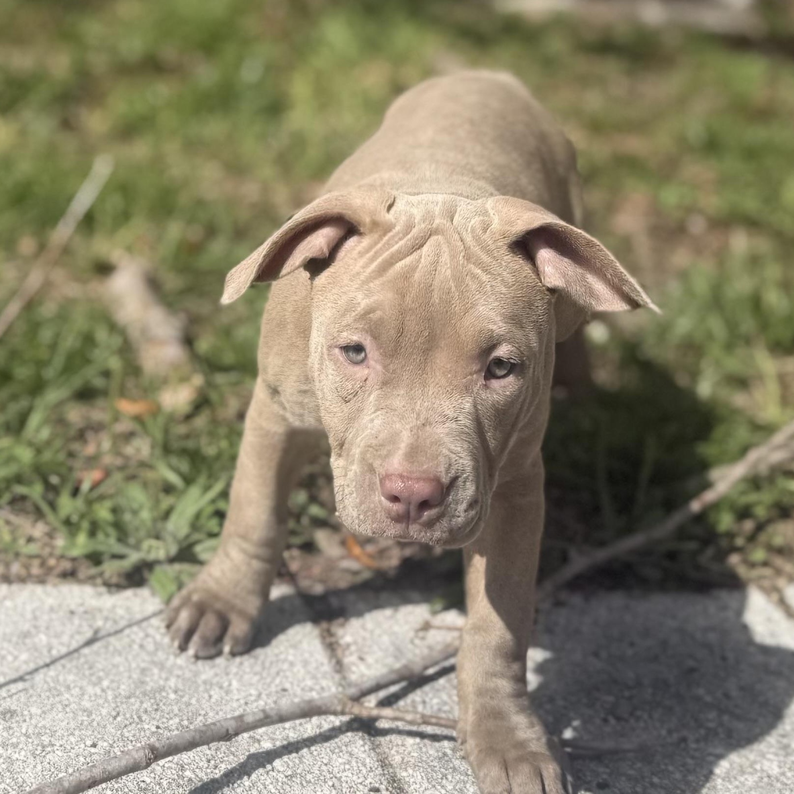 Enlarge Cranberry, a ADOPTABLE mixed breed in Deltona, FL image 6/6