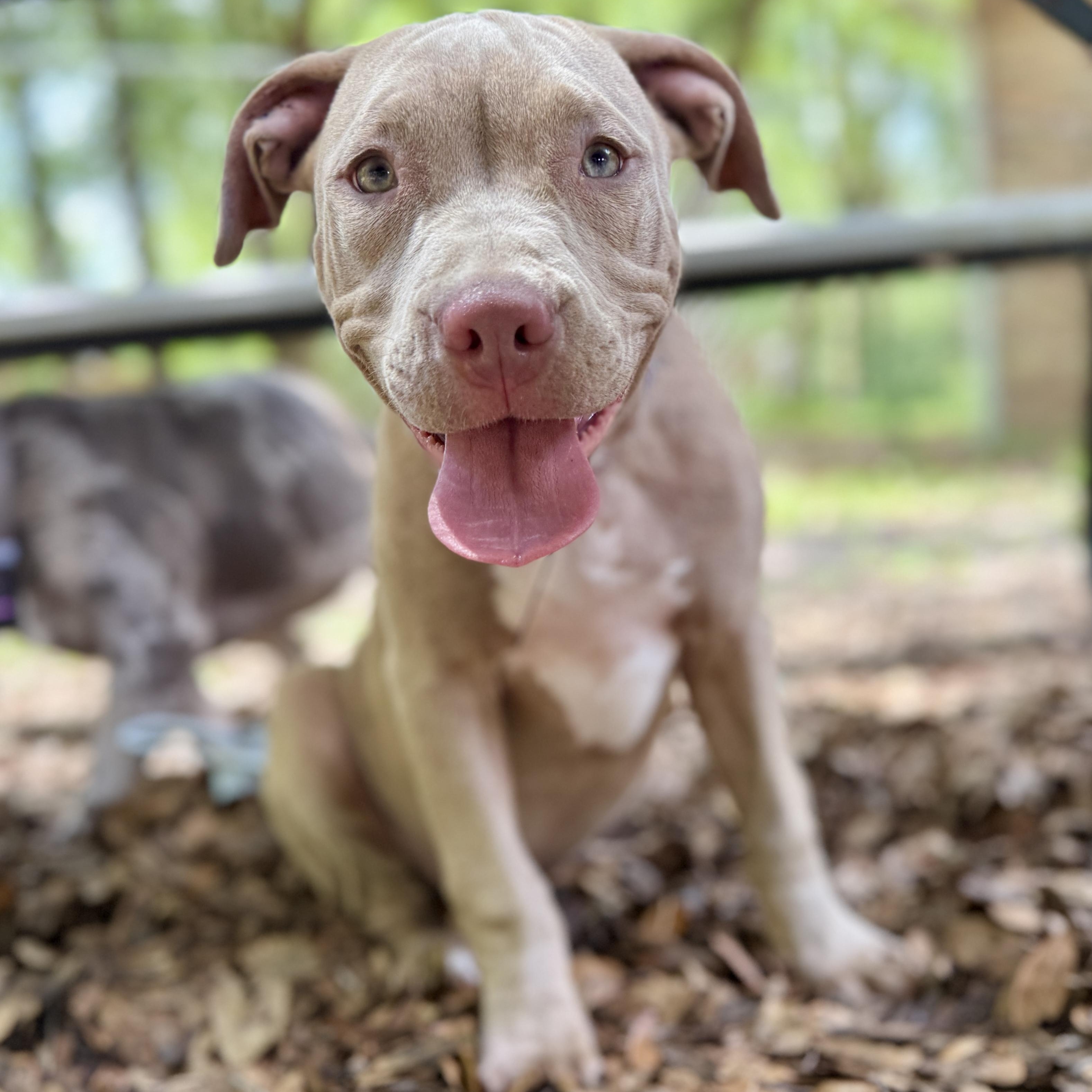 Cranberry, a ADOPTABLE mixed breed in Deltona, FL image 2/4