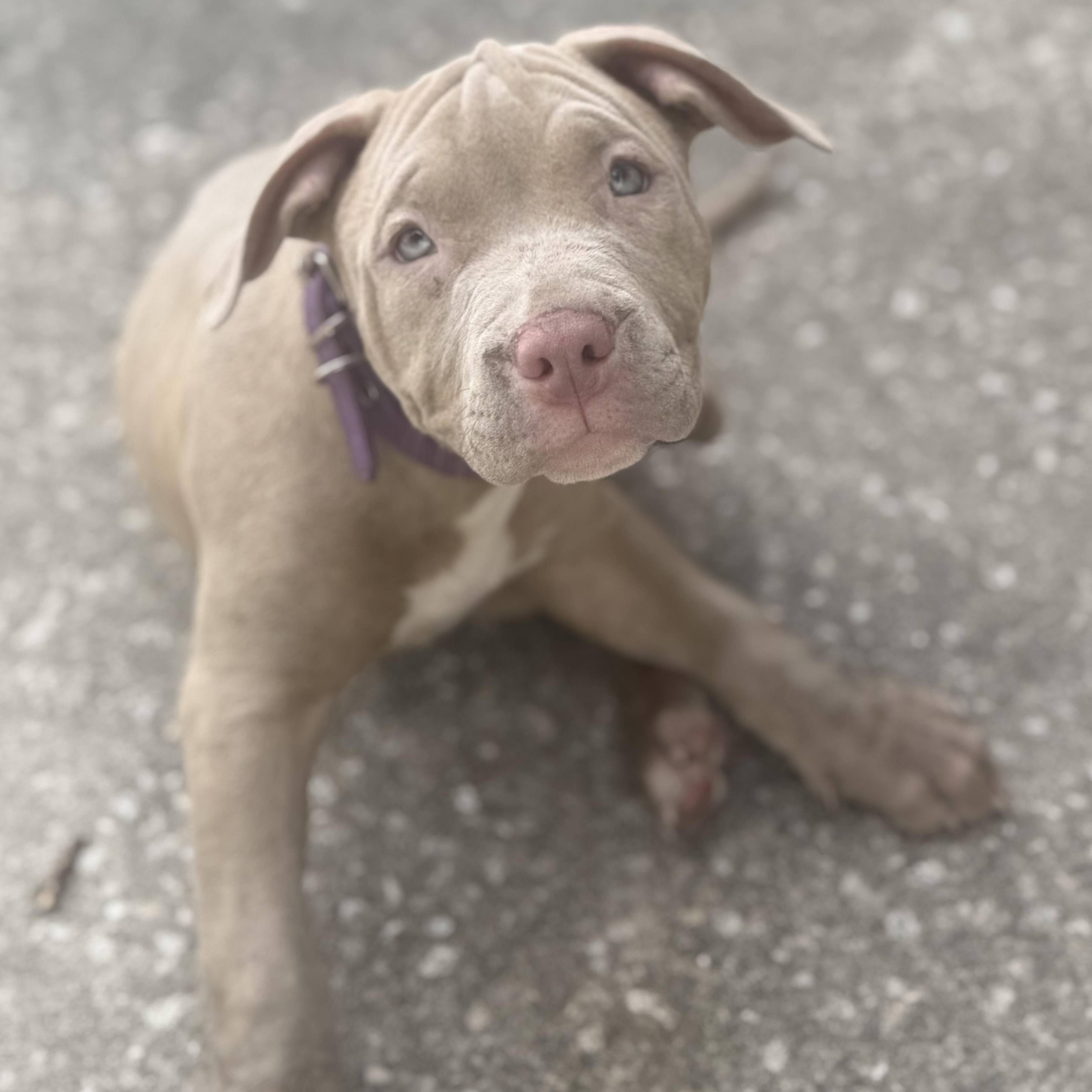 Enlarge Cranberry, a ADOPTABLE mixed breed in Deltona, FL image 4/6