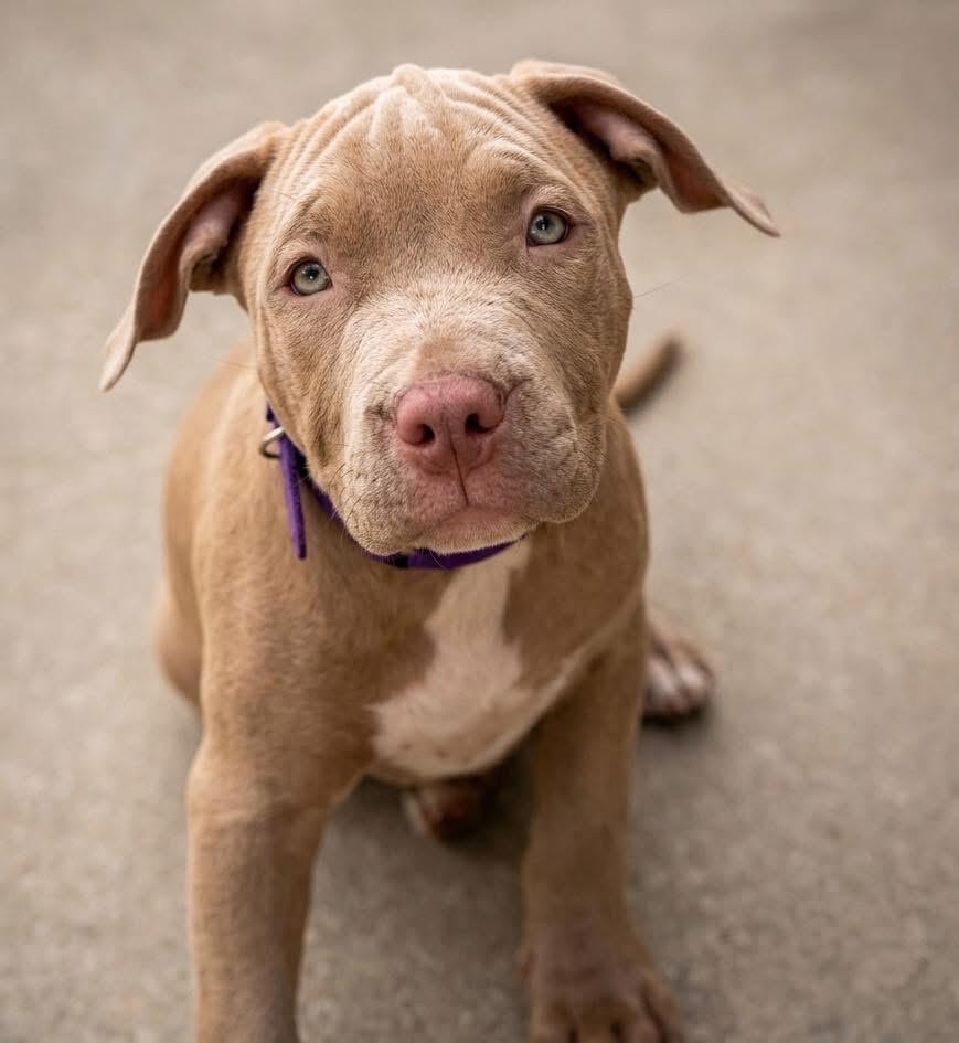 Enlarge Cranberry, a ADOPTABLE mixed breed in Deltona, FL image 2/6