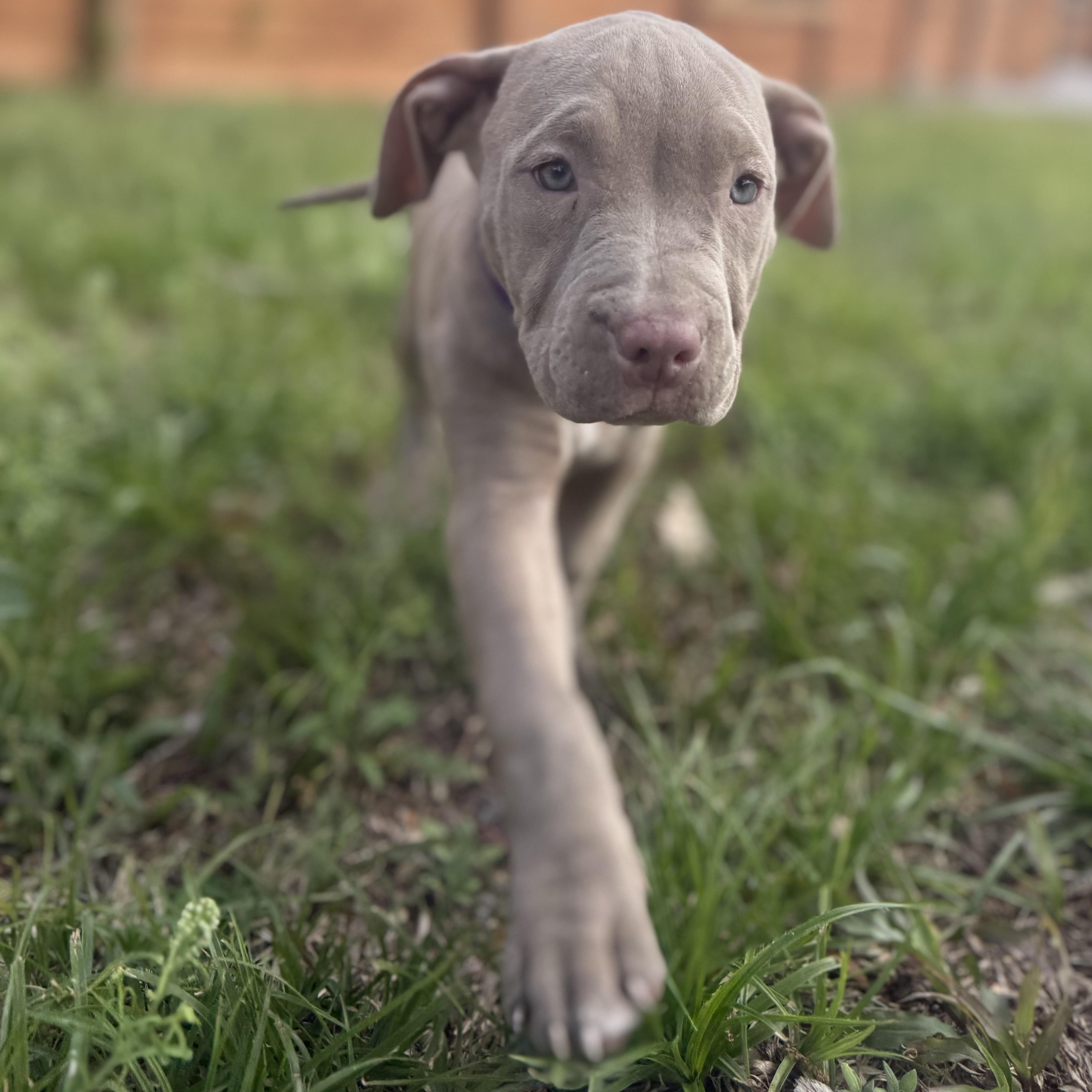 Enlarge Cranberry, a ADOPTABLE mixed breed in Deltona, FL image 5/6