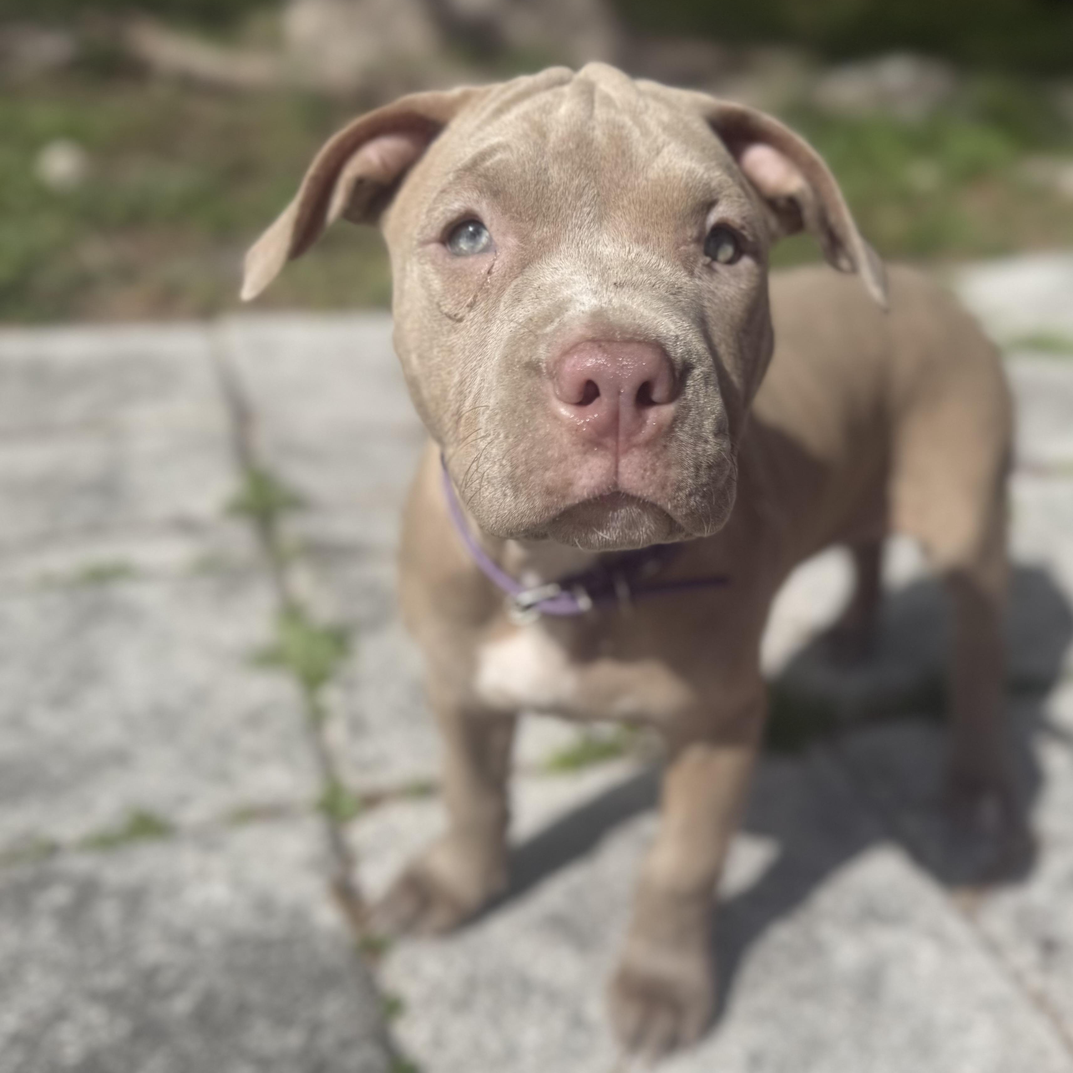 Enlarge Cranberry, a ADOPTABLE mixed breed in Deltona, FL image 3/6