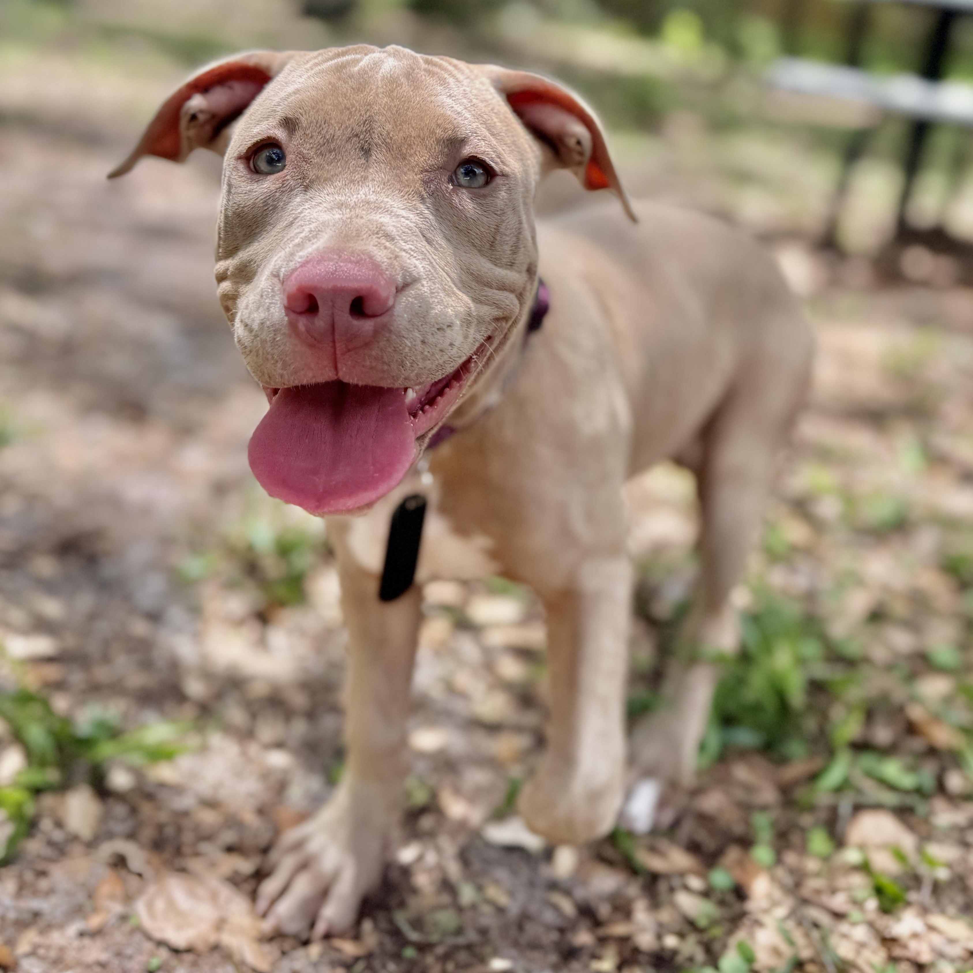 Cranberry, ADOPTABLE, Puppy Female American Bully & Cane Corso.