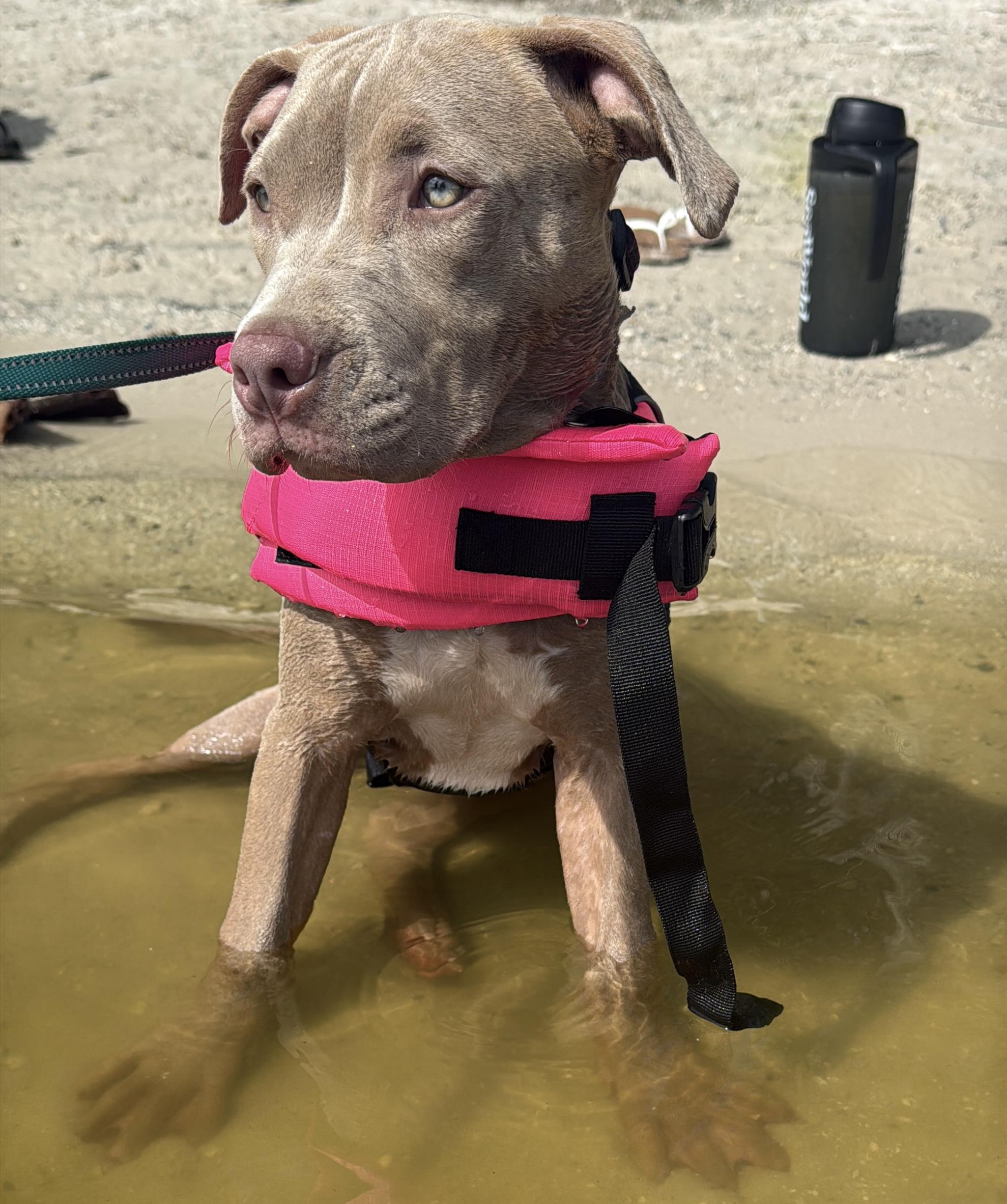 Cranberry, a ADOPTABLE mixed breed in Deltona, FL image 3/4