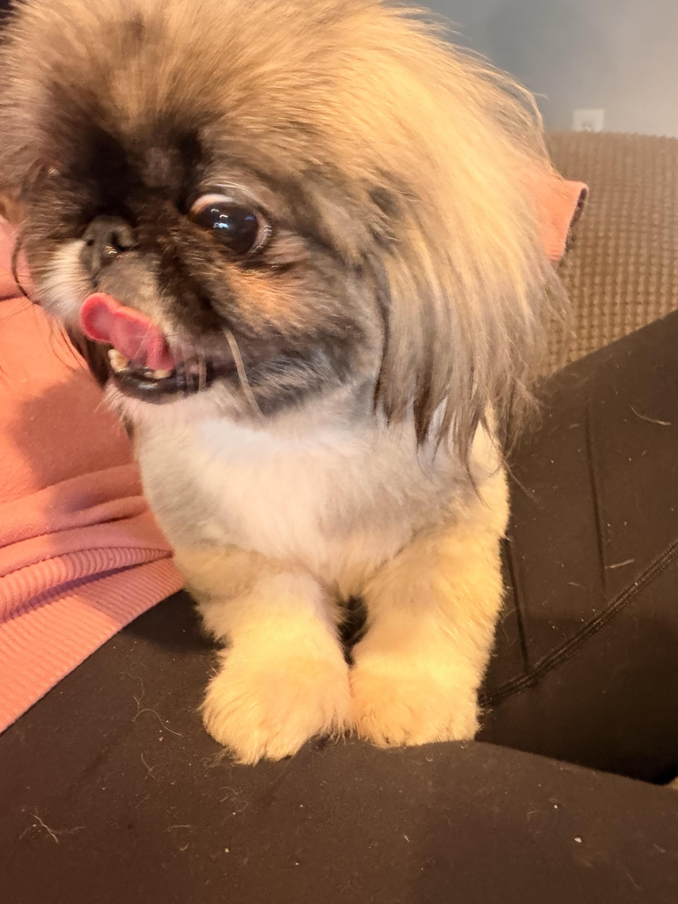 Enlarge Happy, a Adoptable Pekingese in Byron, IL image 4/4