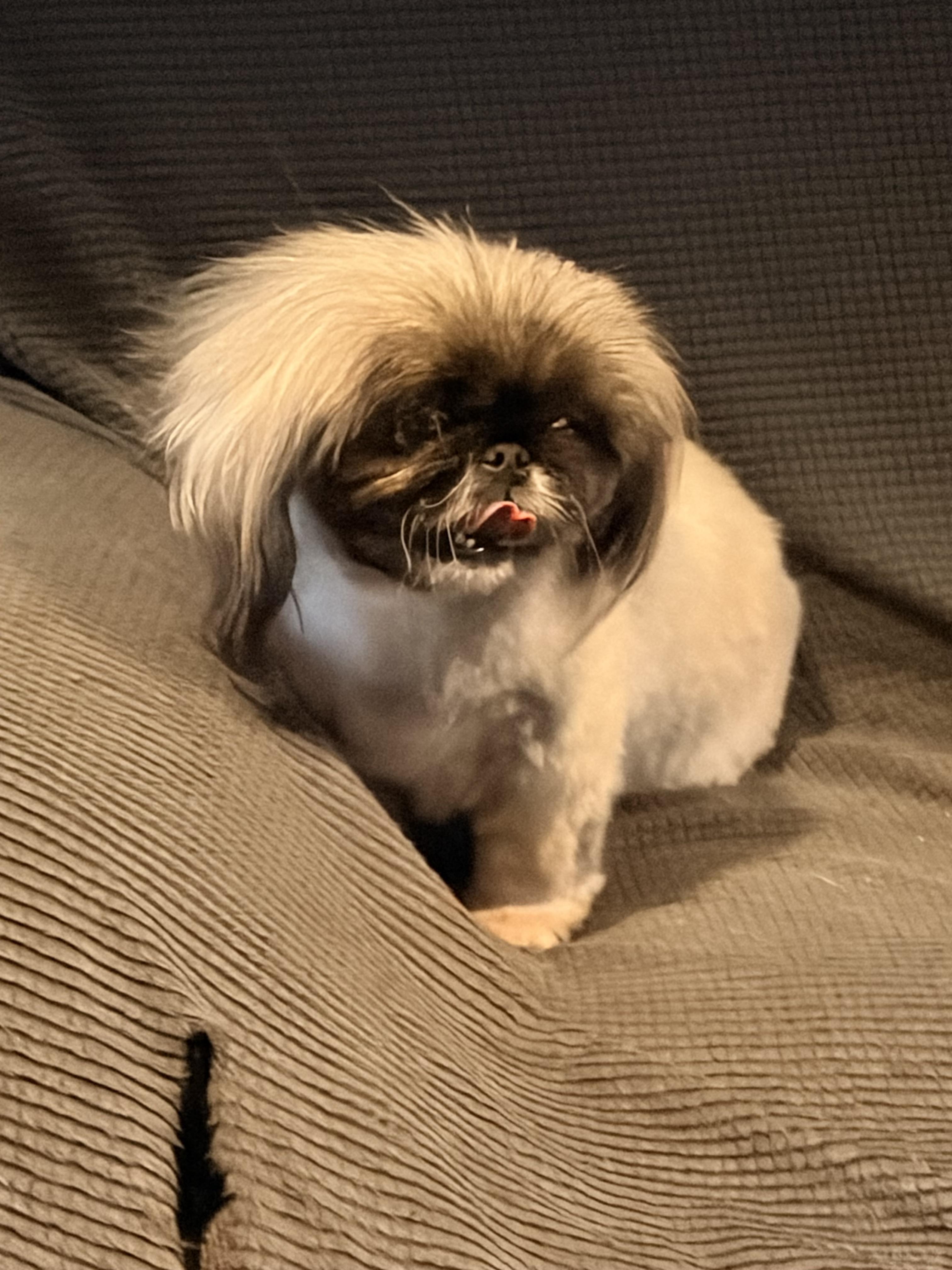 Enlarge Happy, a Adoptable Pekingese in Byron, IL image 3/4
