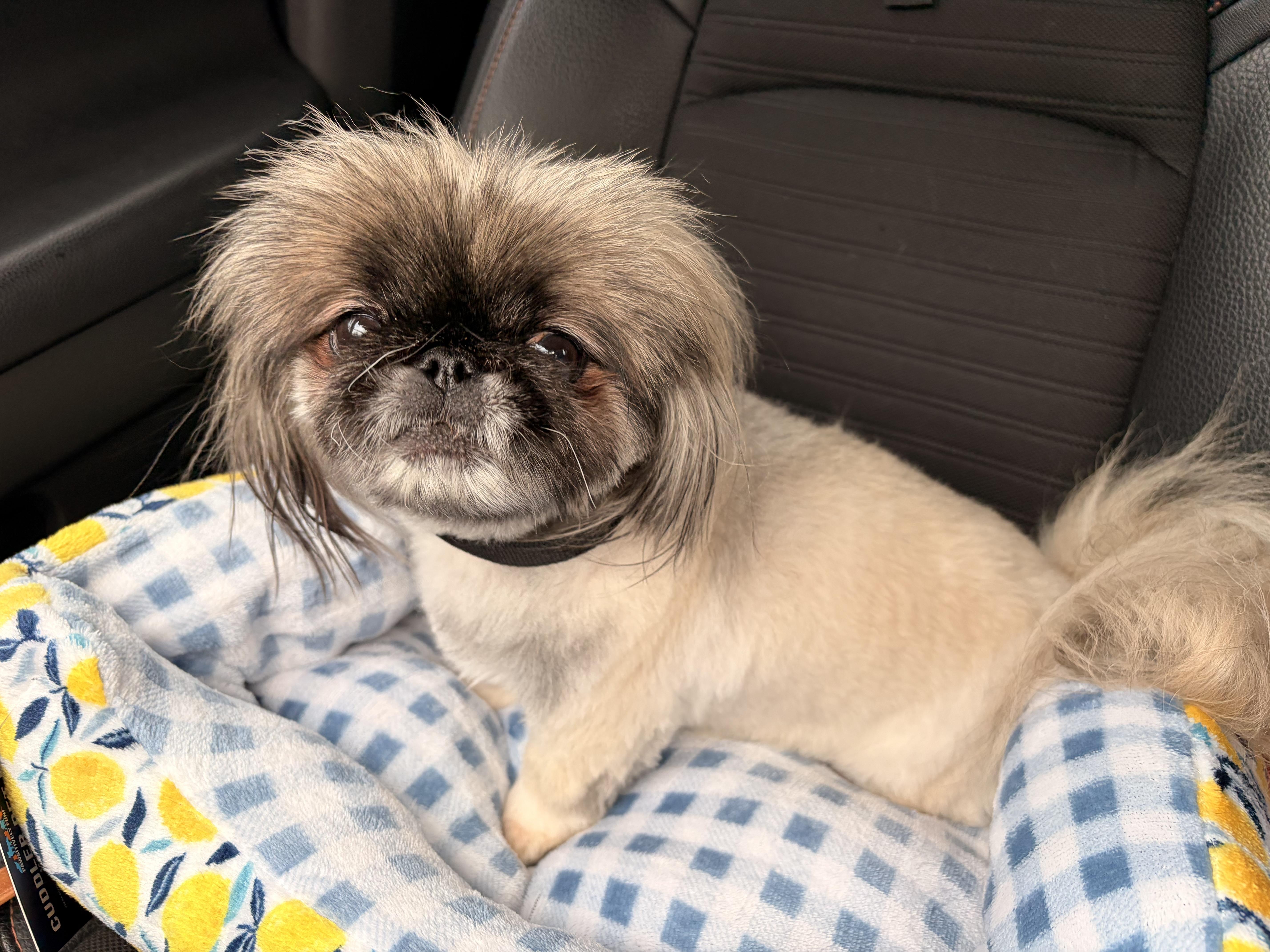 Enlarge Happy, a Adoptable Pekingese in Byron, IL image 1/4
