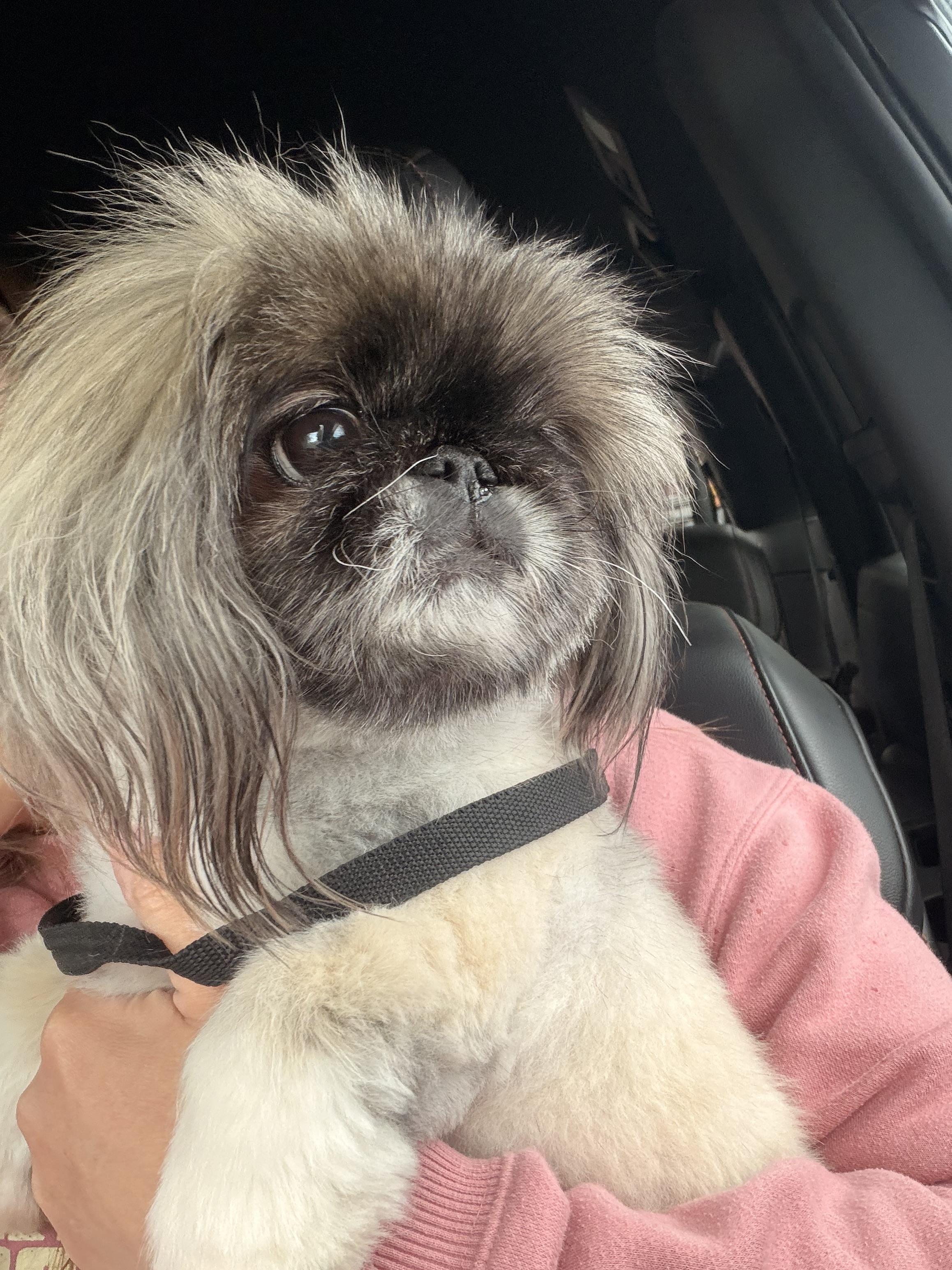 Enlarge Happy, a Adoptable Pekingese in Byron, IL image 2/4