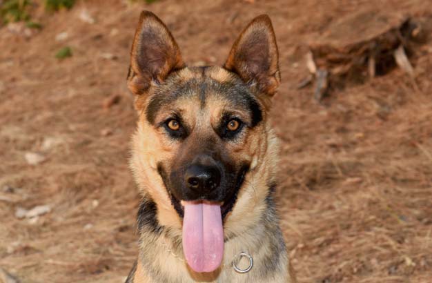 Brody, Adoptable, Young Male German Shepherd Dog.