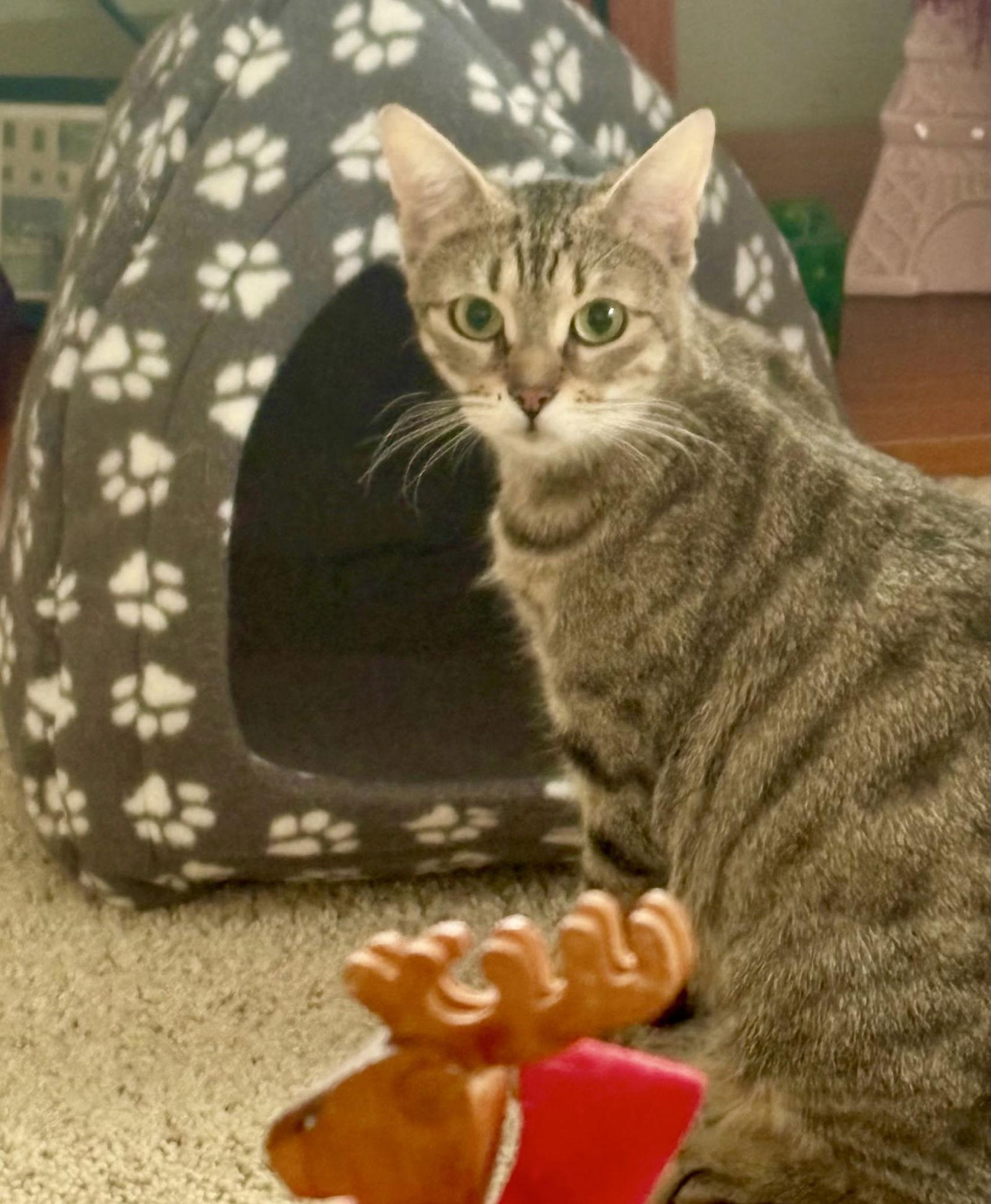 Enlarge Lindy, a Adoptable Domestic Short Hair in Penndel, PA image 1/3