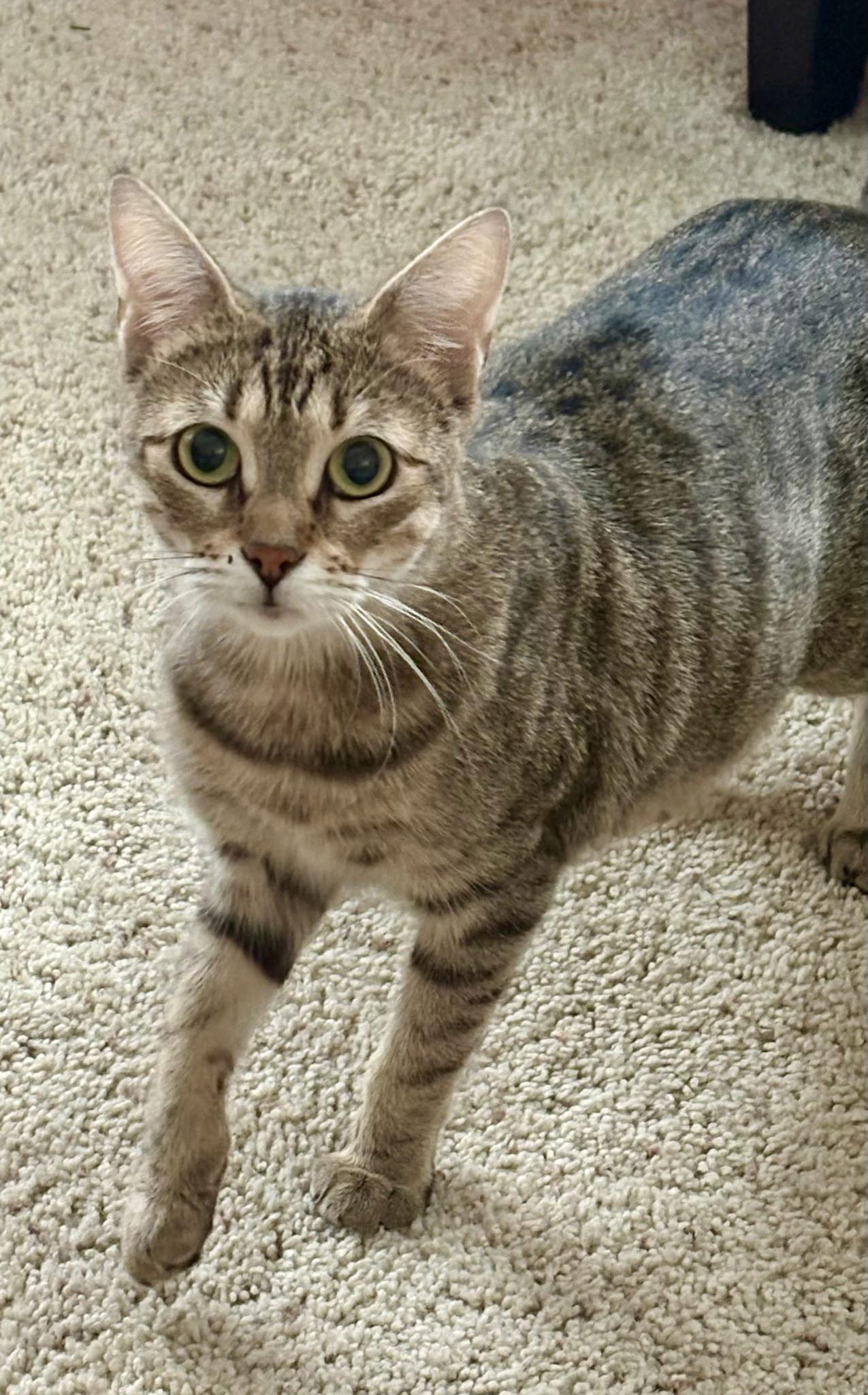 Enlarge Lindy, a Adoptable Domestic Short Hair in Penndel, PA image 2/3