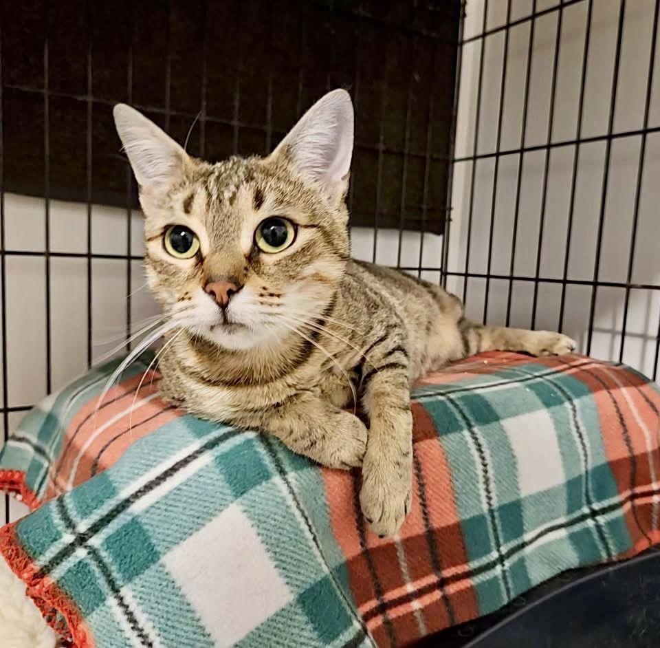 Enlarge Lindy, a Adoptable Domestic Short Hair in Penndel, PA image 3/3