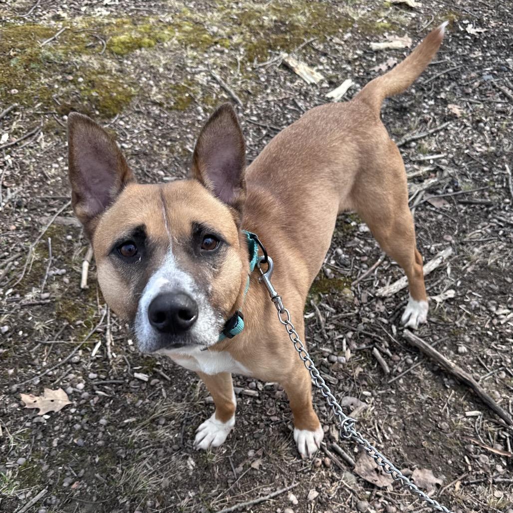 Enlarge Socks, a Adoptable Cattle Dog in Columbia Station, OH image 1/6