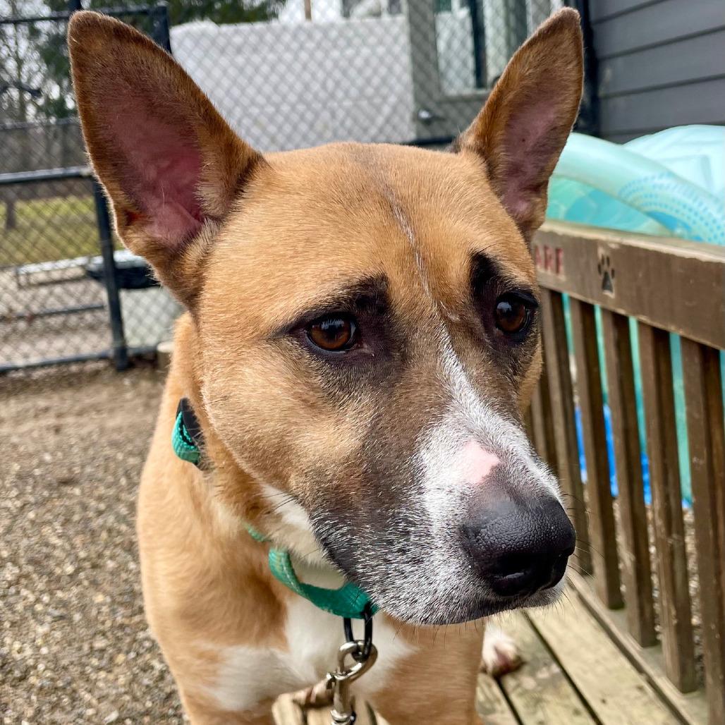 Enlarge Socks, a Adoptable Cattle Dog in Columbia Station, OH image 2/6