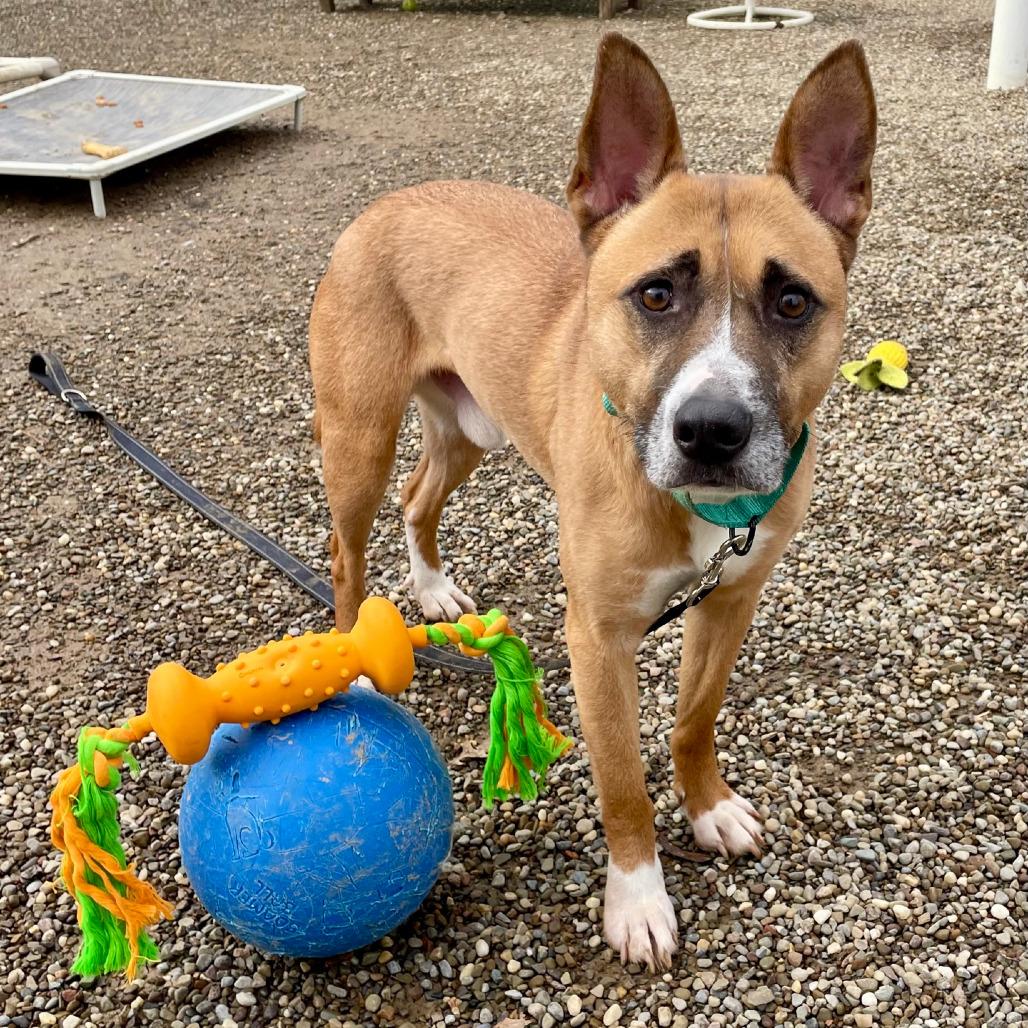 Enlarge Socks, a Adoptable Cattle Dog in Columbia Station, OH image 3/6