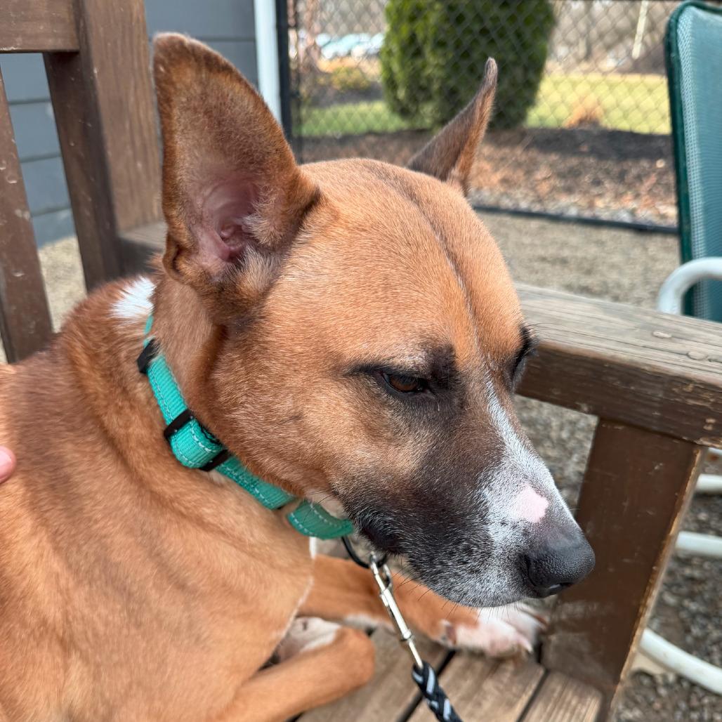 Enlarge Socks, a Adoptable Cattle Dog in Columbia Station, OH image 4/6