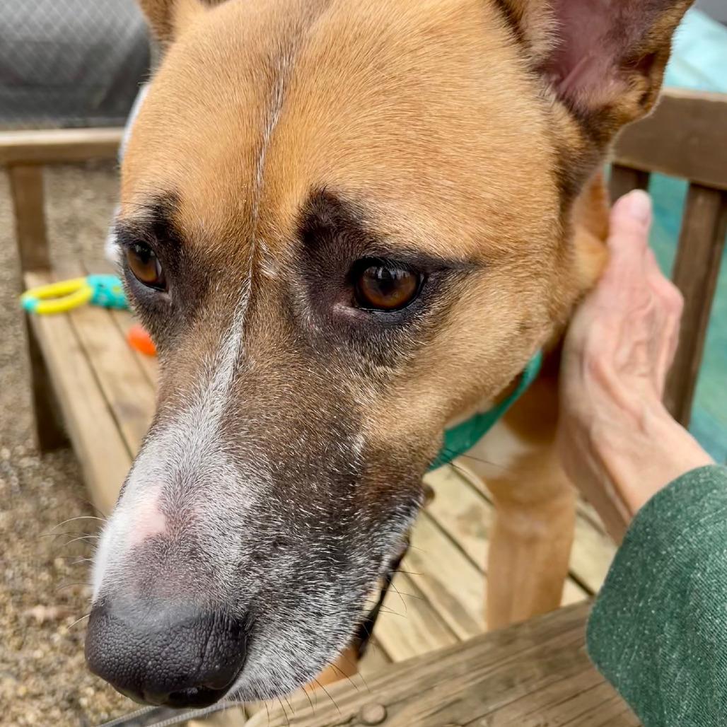 Enlarge Socks, a Adoptable Cattle Dog in Columbia Station, OH image 5/6