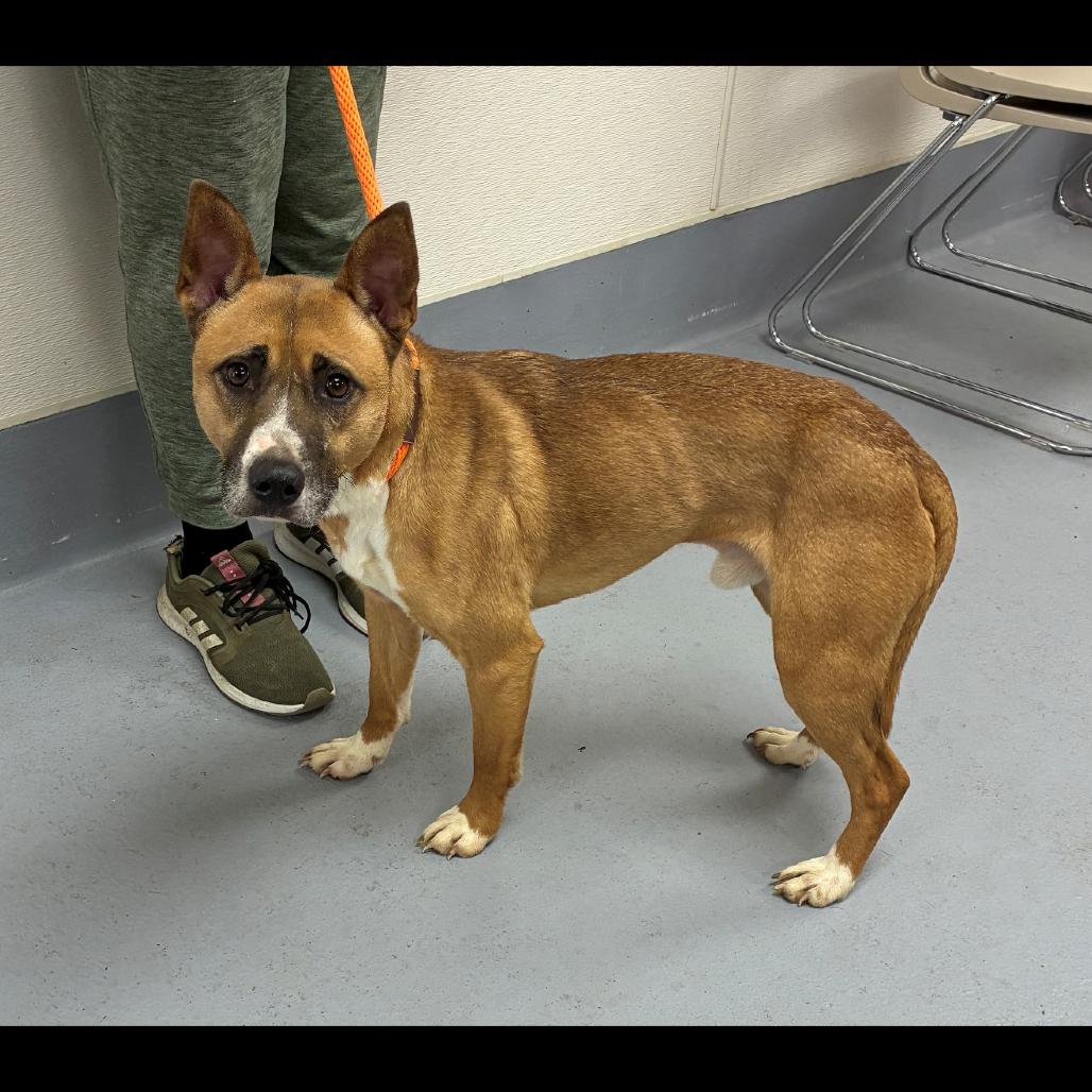 Enlarge Socks, a Adoptable Cattle Dog in Columbia Station, OH image 6/6