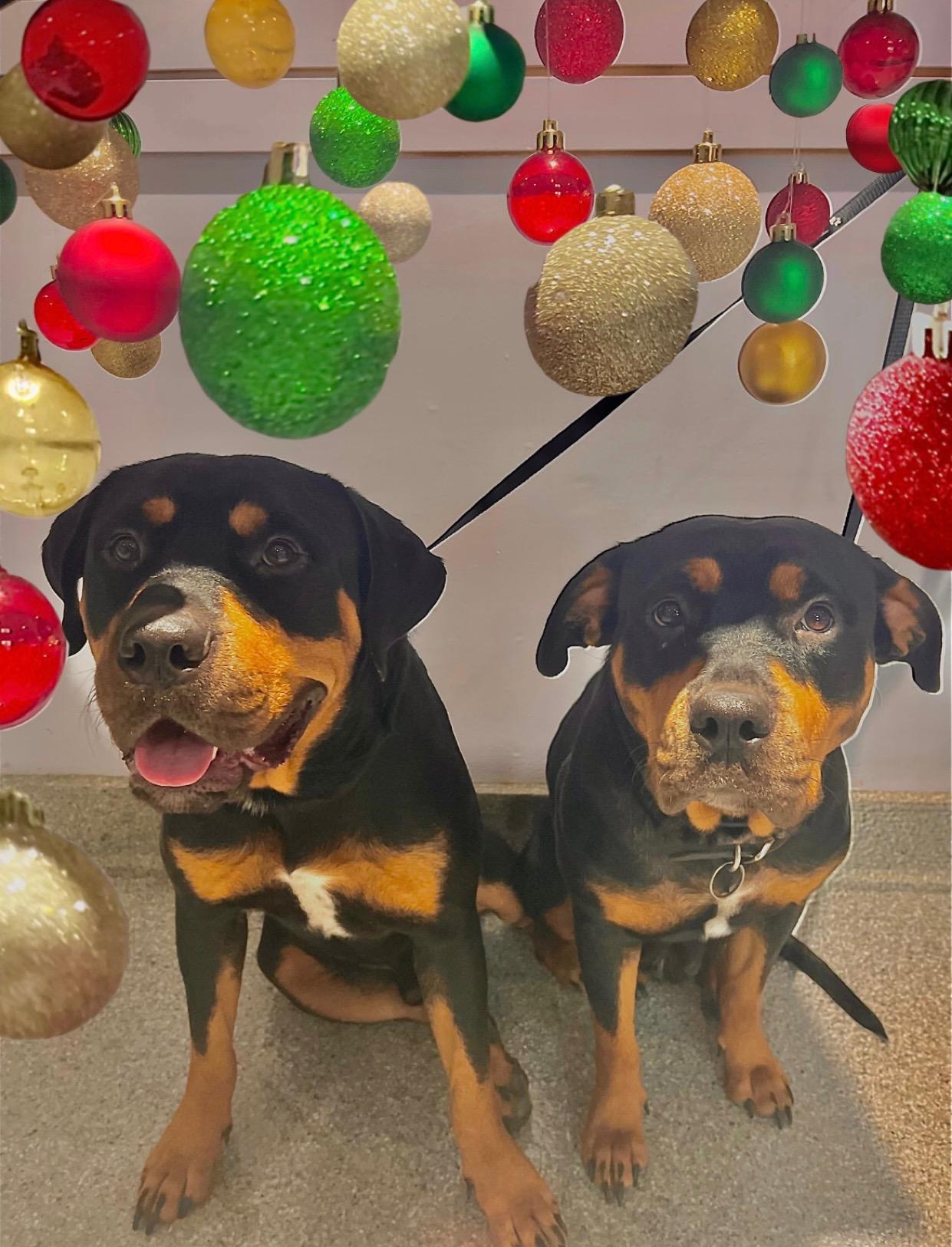 Enlarge Willow and River, a Adoptable Rottweiler in Baltimore, MD image 2/4