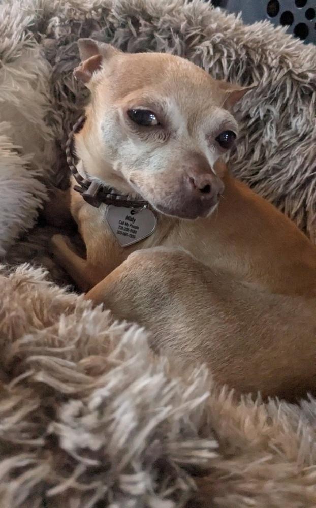 CiCi, Adoptable, Adult Female Chihuahua.