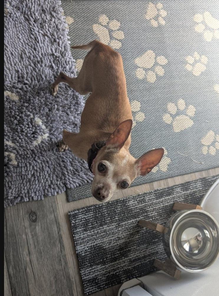 Enlarge CiCi, a Adoptable Chihuahua in Fort Lupton, CO image 2/6