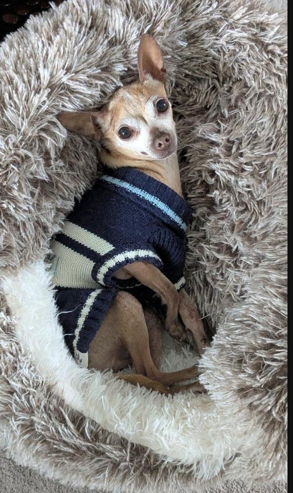 Enlarge CiCi, a Adoptable Chihuahua in Fort Lupton, CO image 3/6