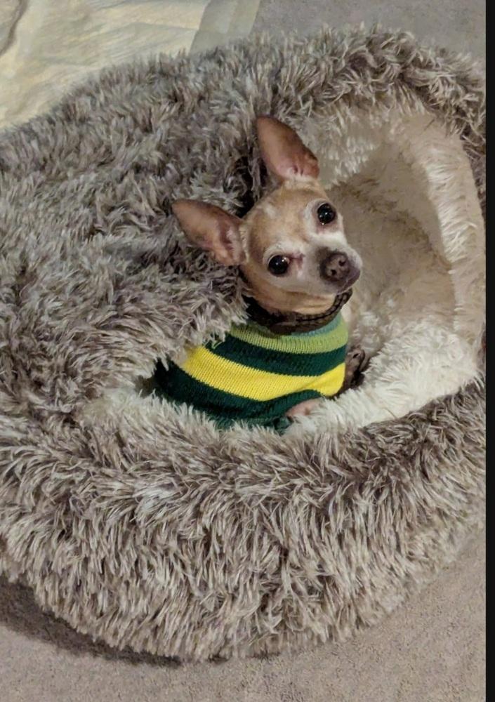 Enlarge CiCi, a Adoptable Chihuahua in Fort Lupton, CO image 4/6