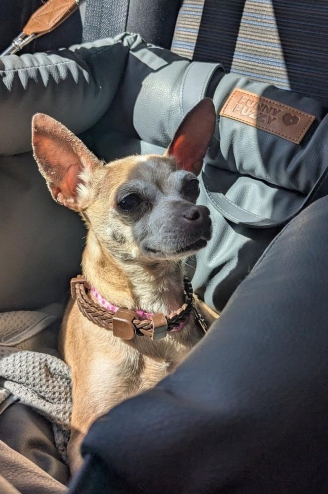 Enlarge CiCi, a Adoptable Chihuahua in Fort Lupton, CO image 5/6