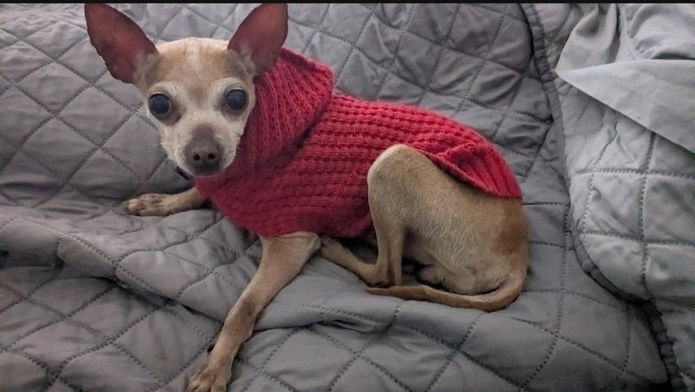 Enlarge CiCi, a Adoptable Chihuahua in Fort Lupton, CO image 6/6