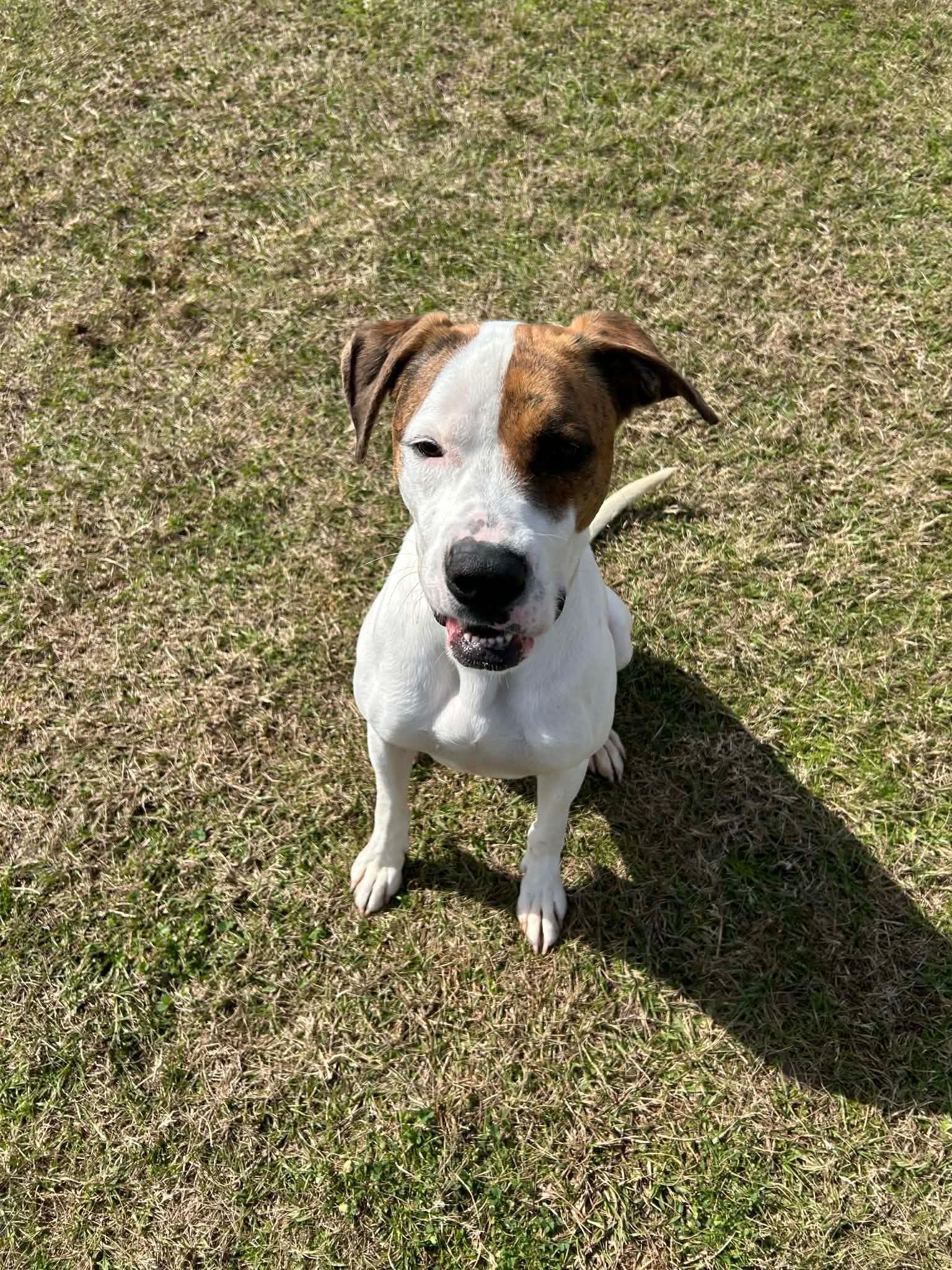 Koda (friendly, great with kids, house trained, gentle, playful), Adoptable, Young Male Plott Hound.