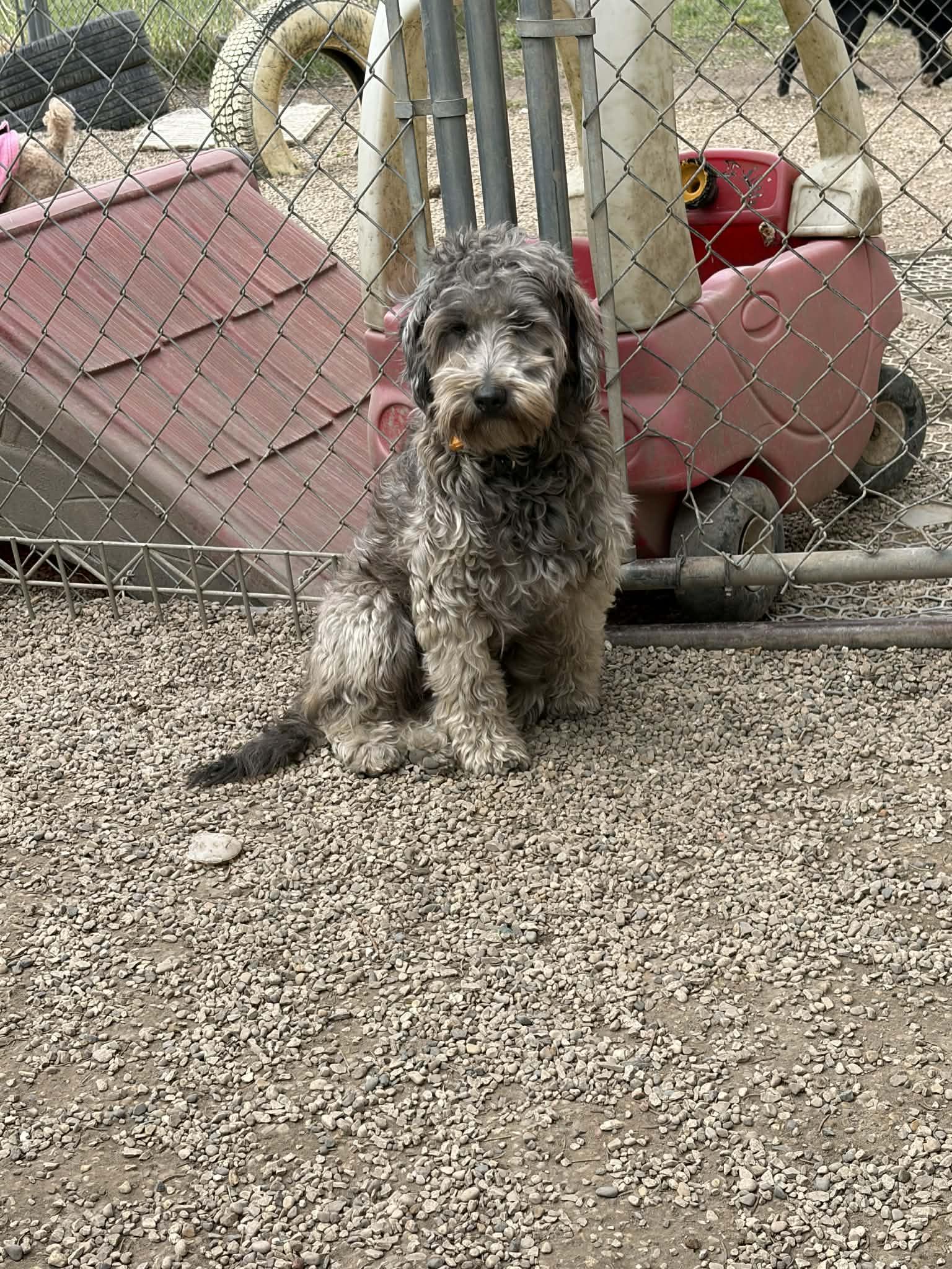 TruVani, Adoptable, Adult Female Wheaten Terrier & Poodle.