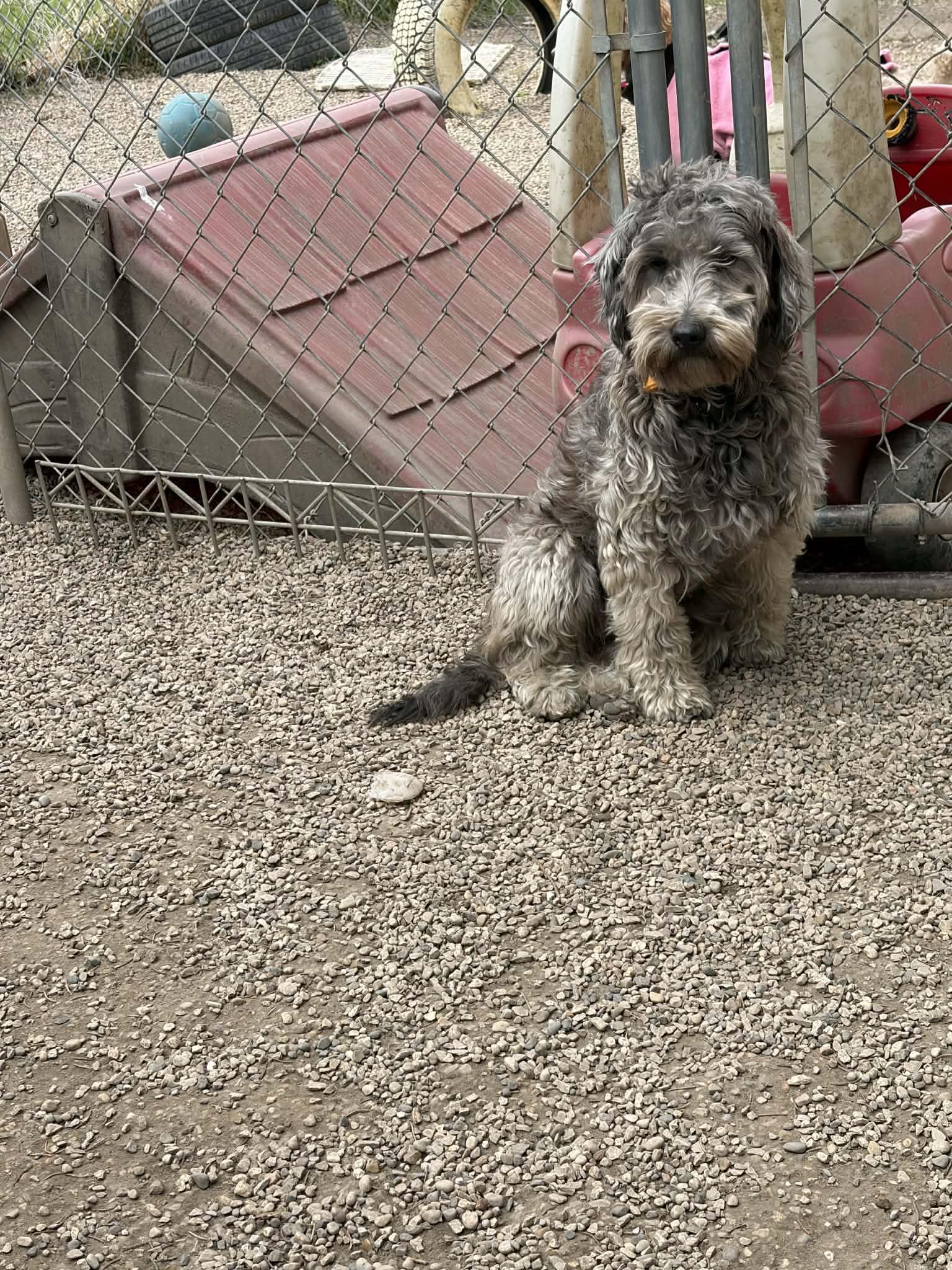 Enlarge TruVani, a Adoptable mixed breed in Mukwonago, WI image 2/2