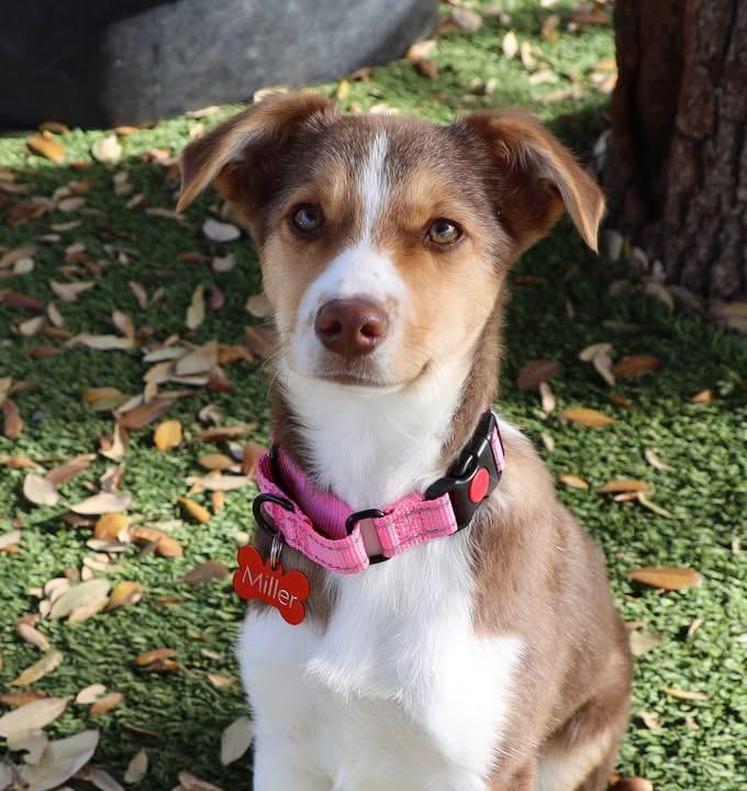 Bella Jane , ADOPTABLE, Puppy Female Australian Cattle Dog / Blue Heeler.