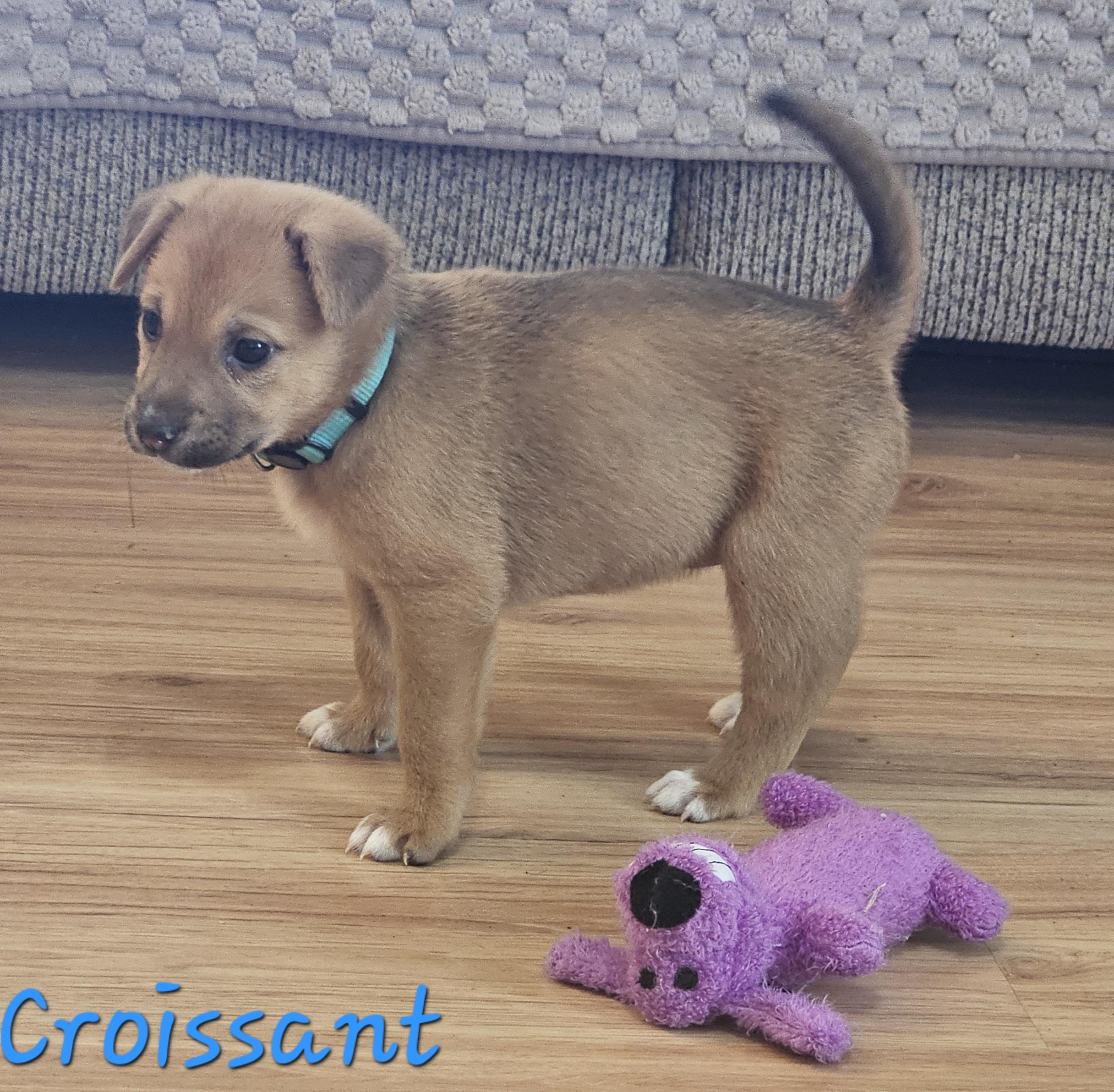 Enlarge Croissant, an adopted mixed breed in Galt, CA image 5/6