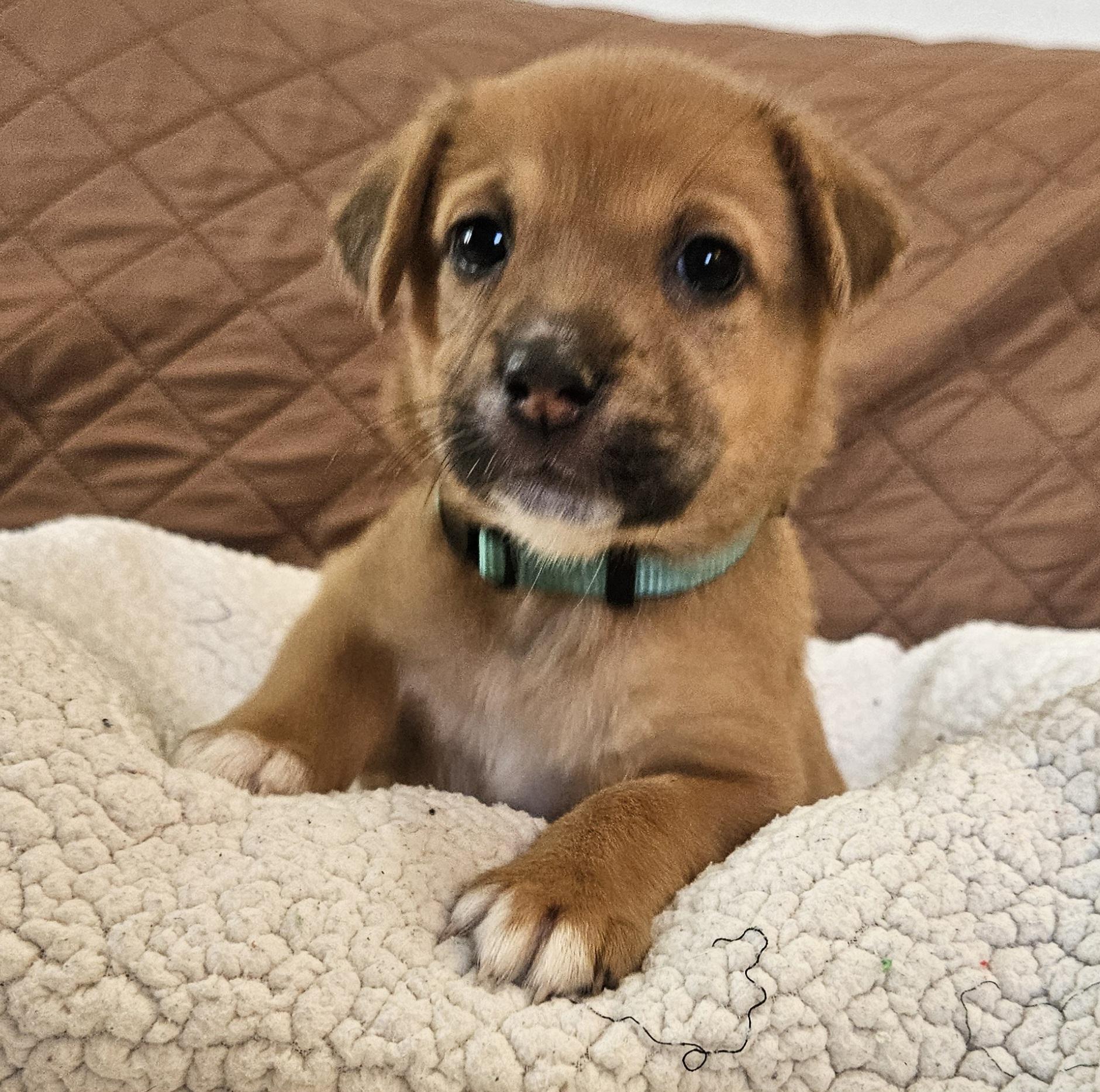 Croissant, adopted, Puppy Female Cattle Dog & German Shepherd Dog.