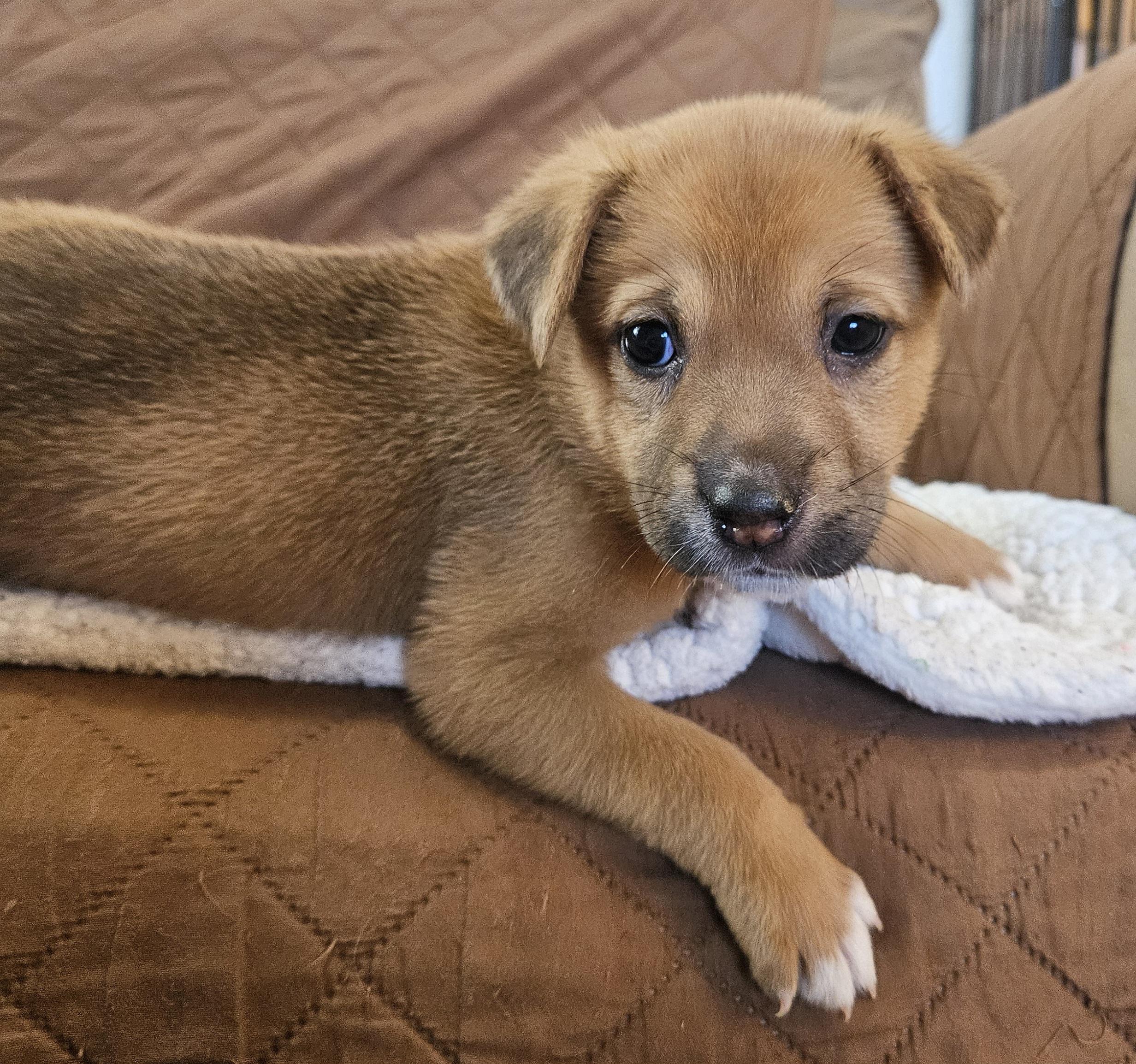 Enlarge Croissant, an adopted mixed breed in Galt, CA image 2/6