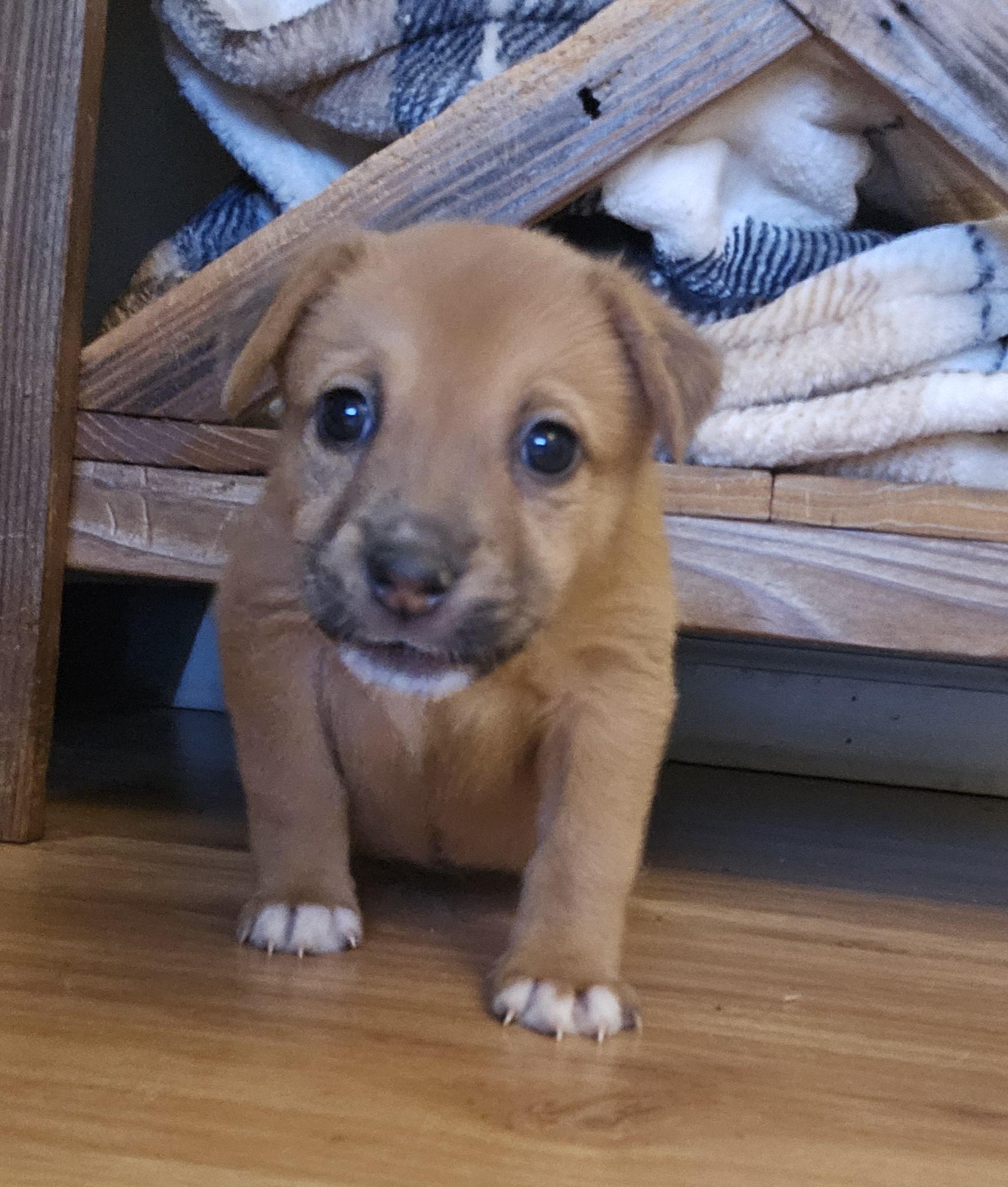 Enlarge Croissant, an adopted mixed breed in Galt, CA image 6/6