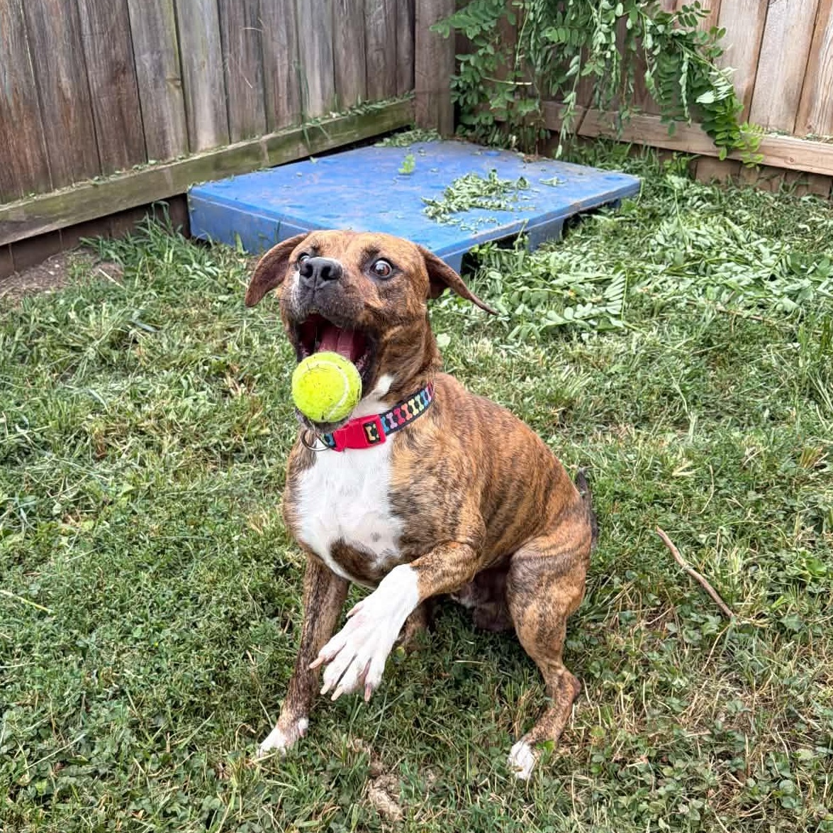 Enlarge Twiggy, a ADOPTABLE mixed breed in Martinsville, IN image 3/3
