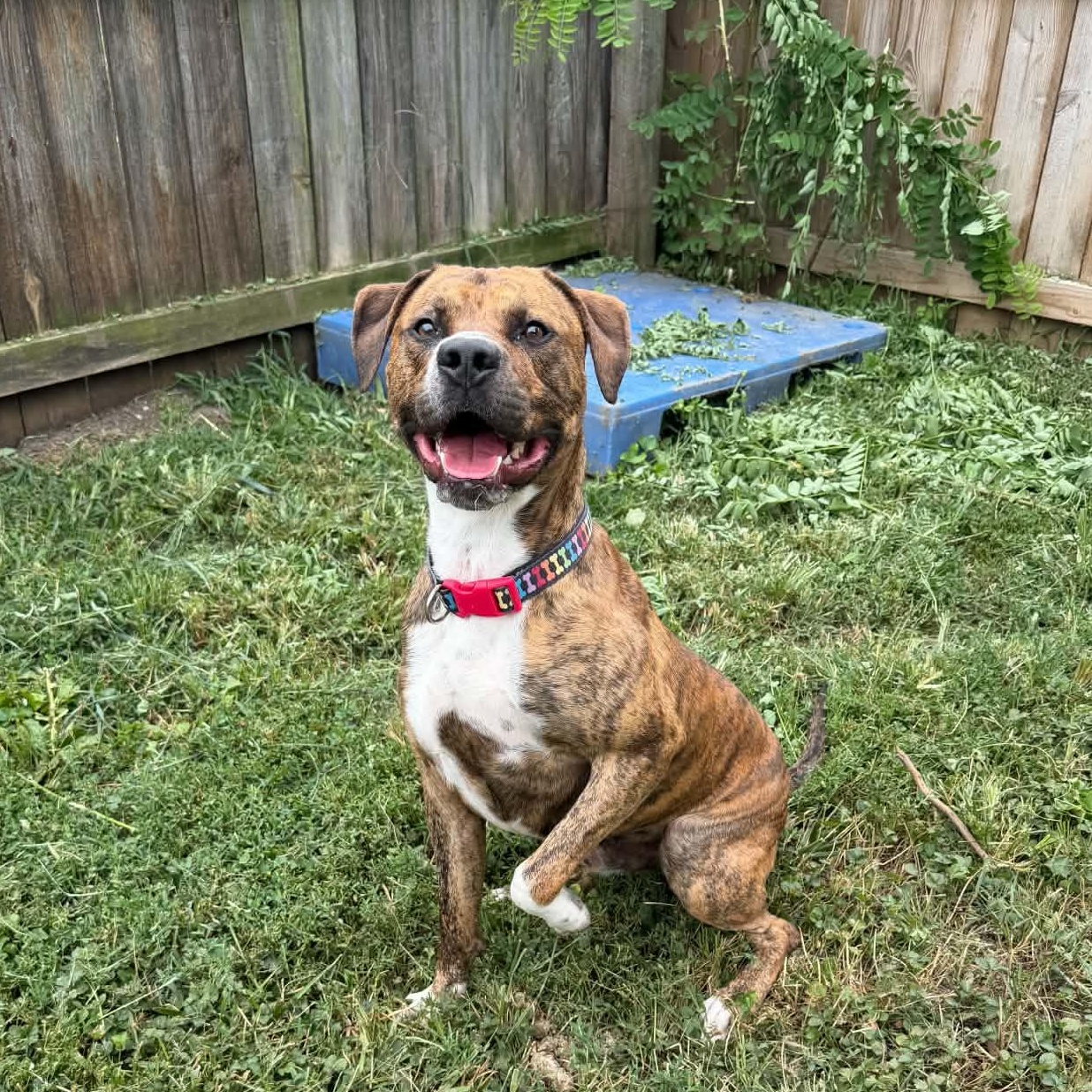 Twiggy, ADOPTABLE, Young Male Pit Bull Terrier.