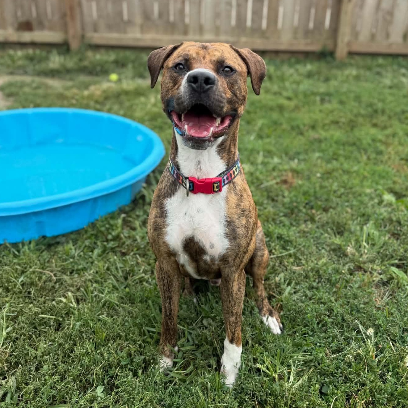 Enlarge Twiggy, a ADOPTABLE mixed breed in Martinsville, IN image 2/3