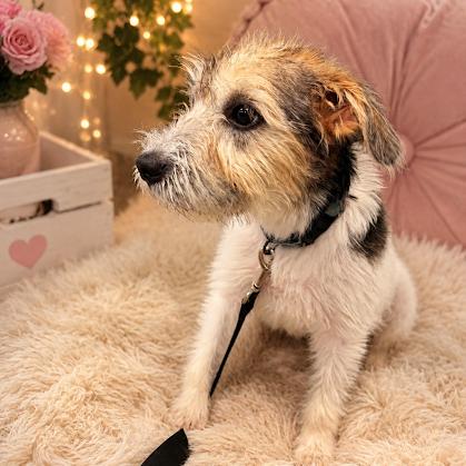 Darla - 6 Months ( Avail 8/12), Adoptable, Young Female Schnauzer.