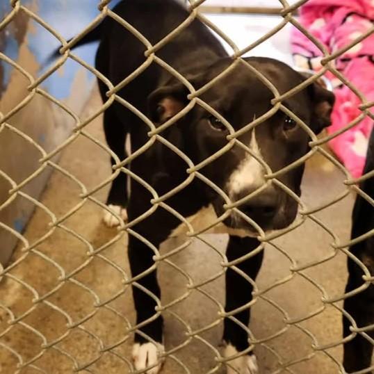 Enlarge Pepper, a Adoptable Labrador Retriever in Redding, CA image 1/1