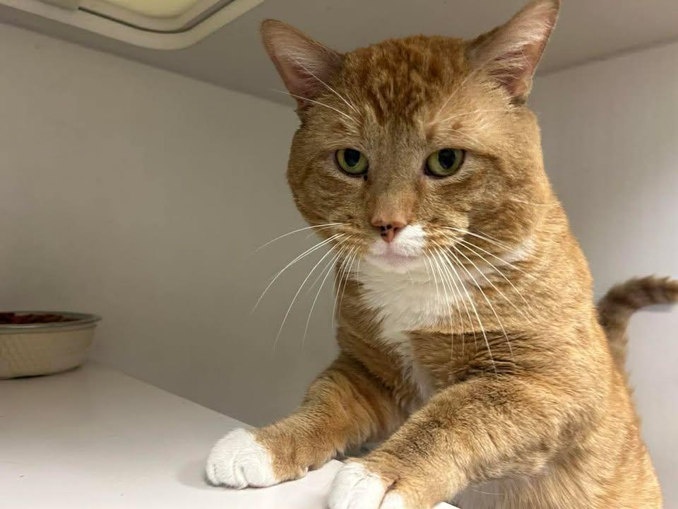 Archie, a Adoptable Domestic Short Hair in Stamford, CT image 1/3