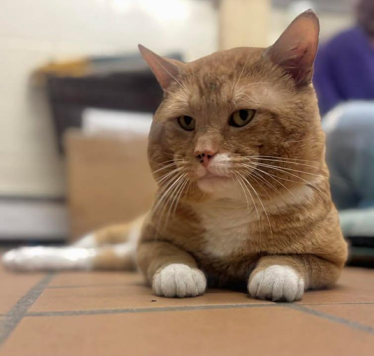 Enlarge Archie, a Adoptable Domestic Short Hair in Stamford, CT image 2/3